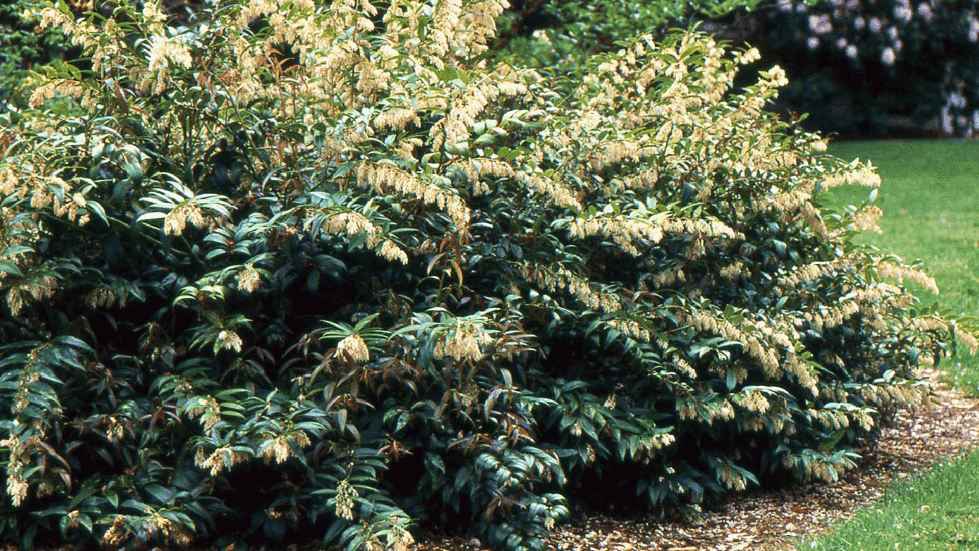 leucothoe fontanesiana drooping leucothoe