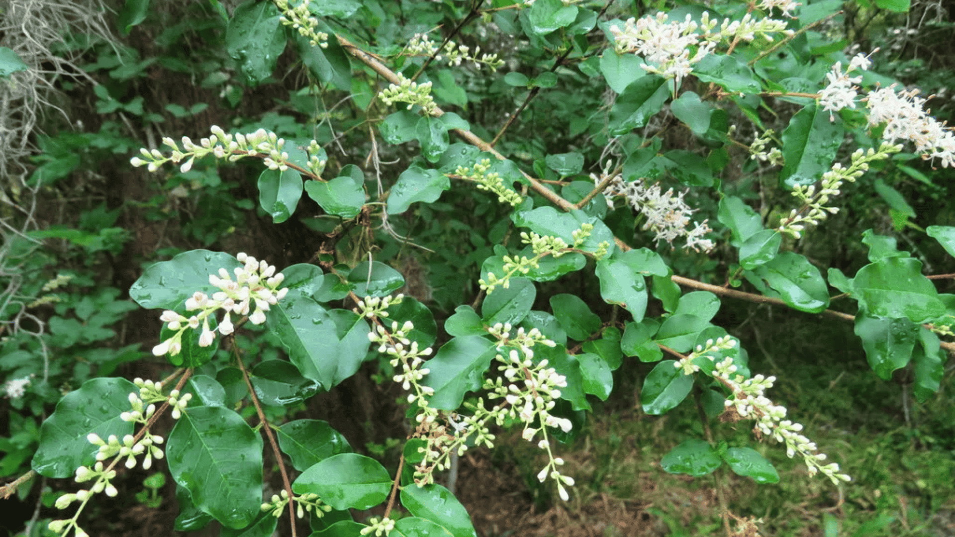 ligustrum sinense chinese privet
