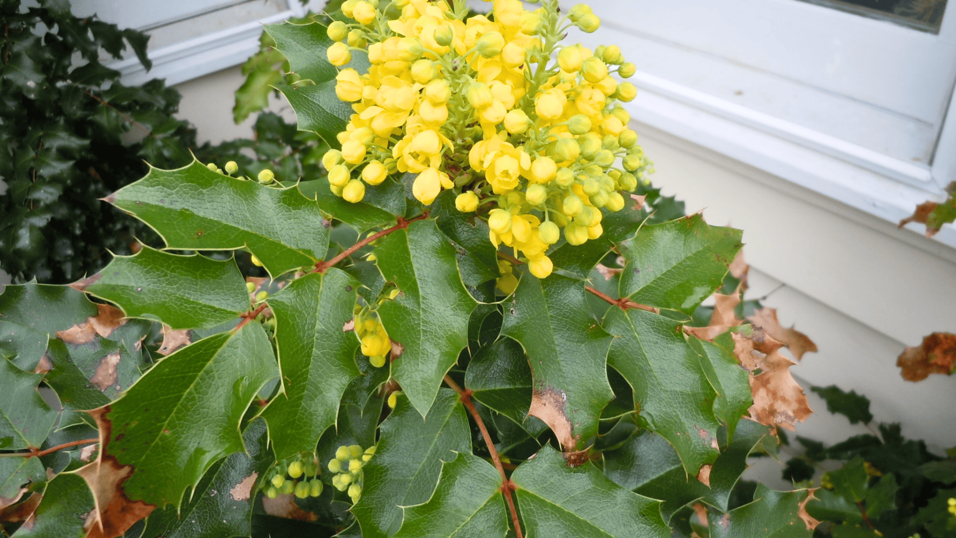 mahonia aquifolium oregon grape holly