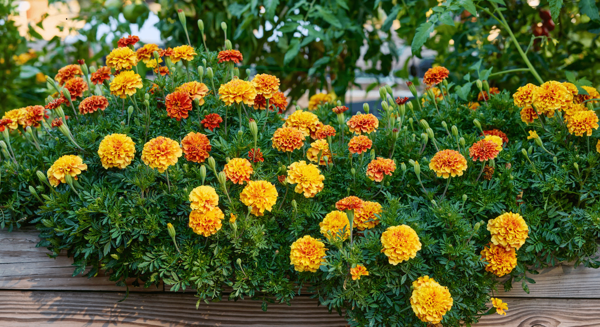marigold