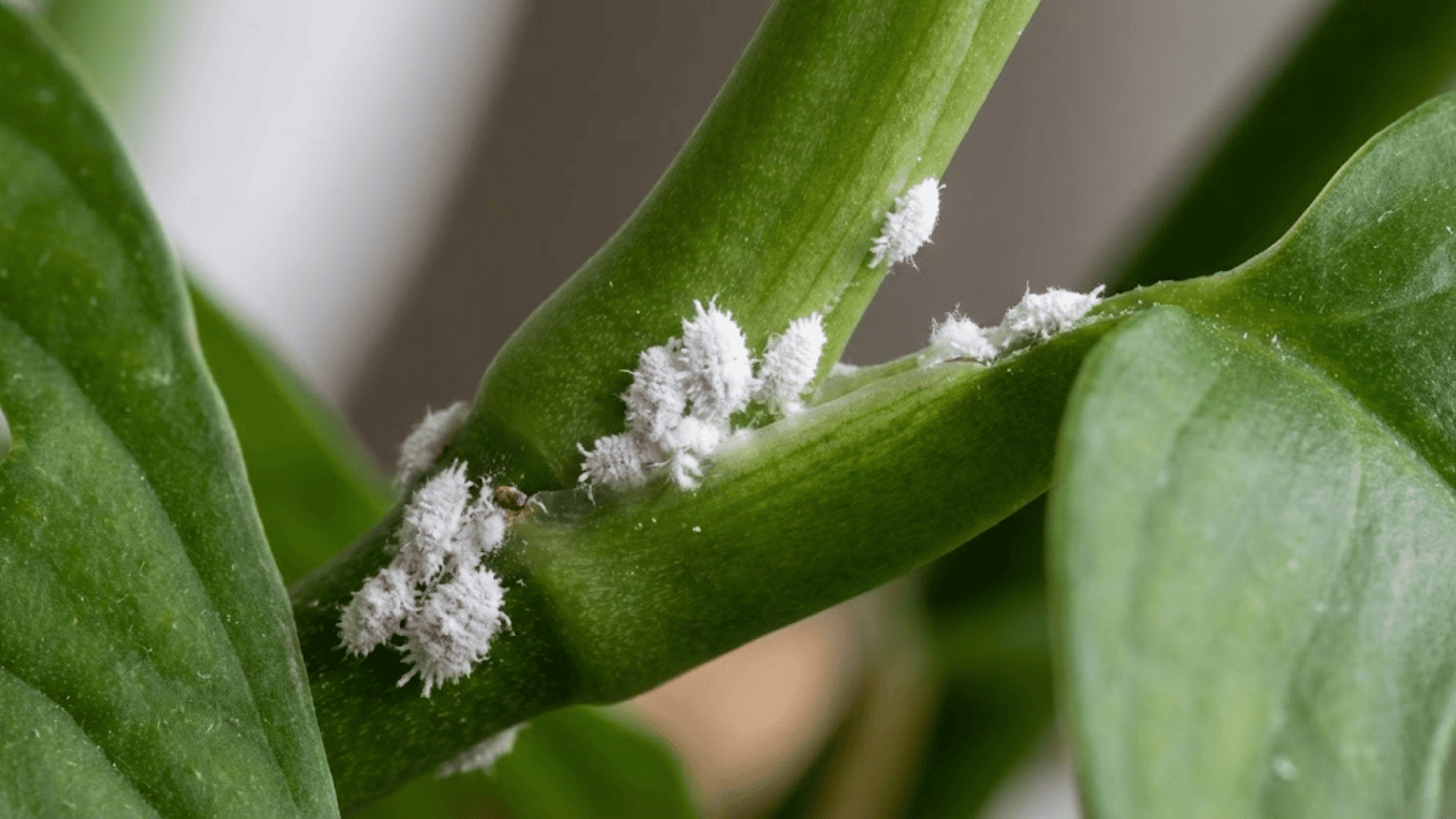 mealybugs white bugs on plants