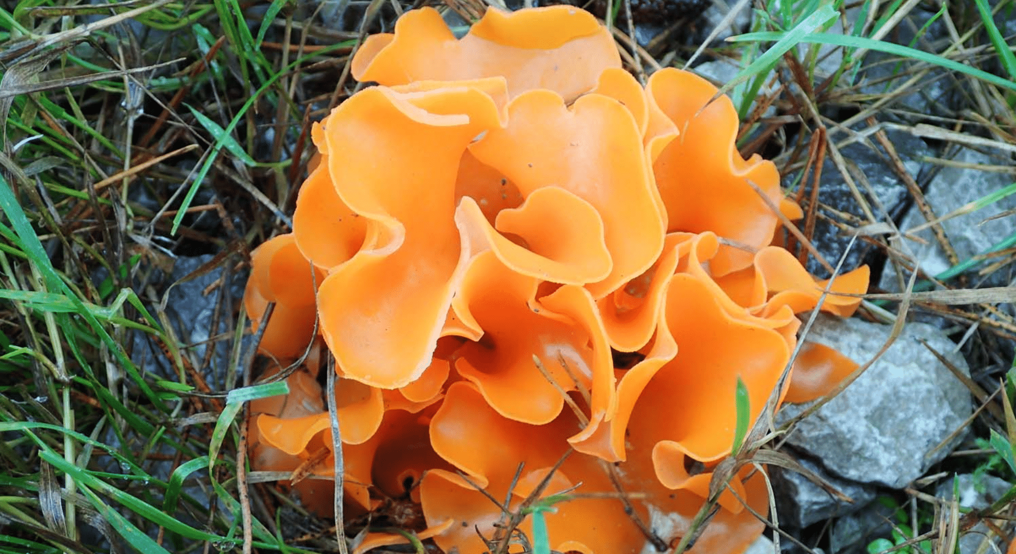 orange peel fungus