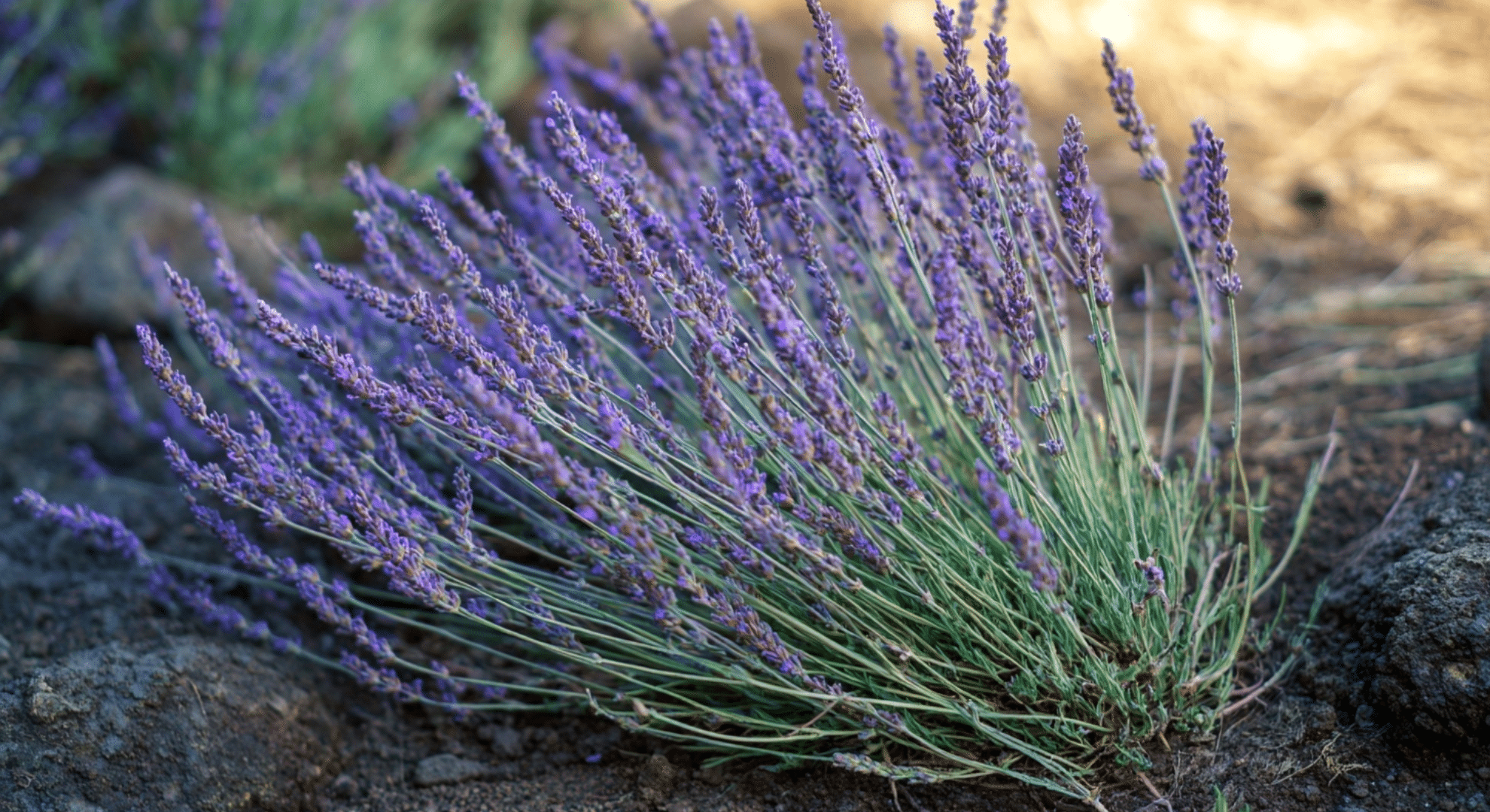 outward growth from the main plant