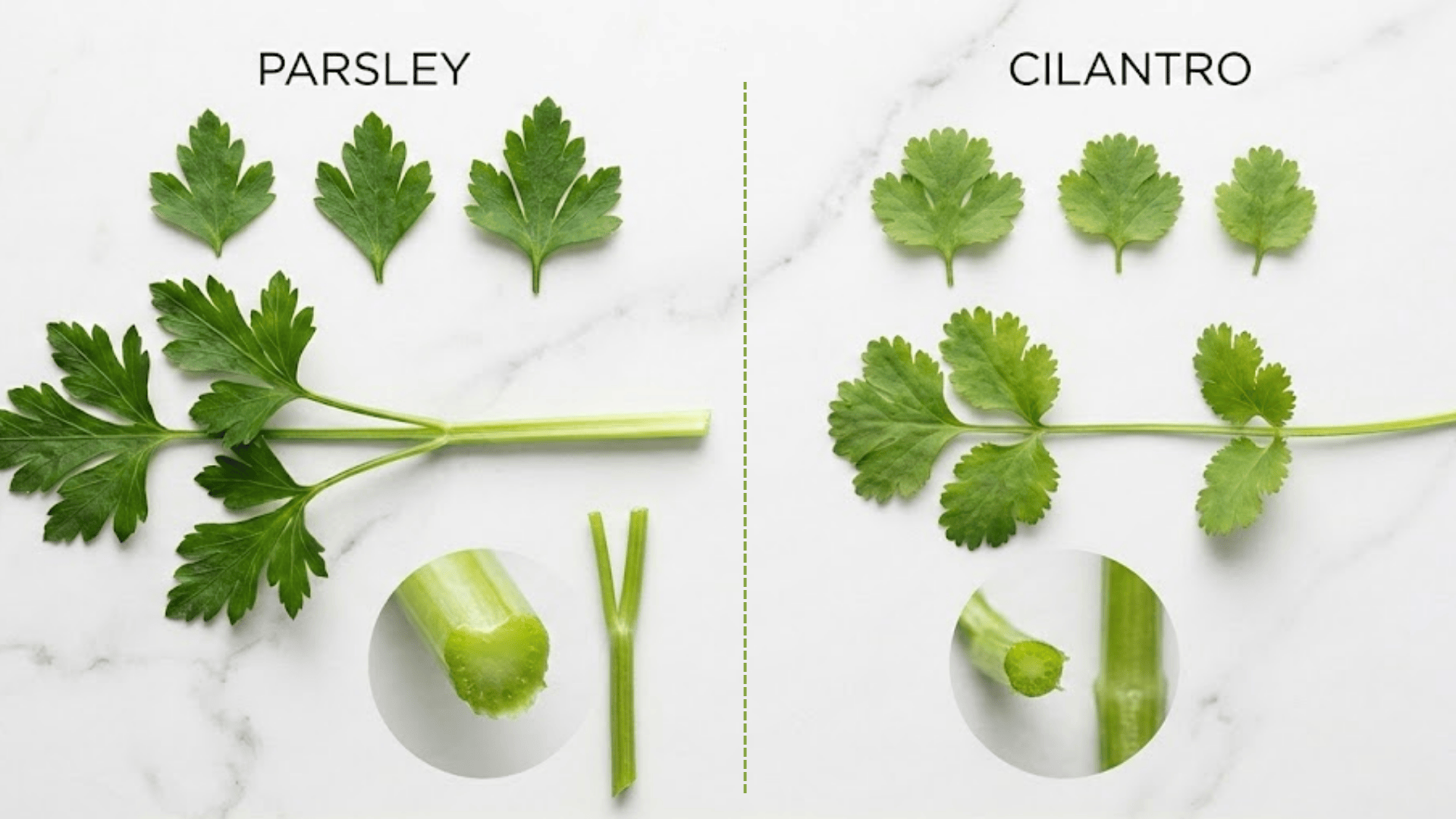 Parsley vs. Cilantro: Visual Differences