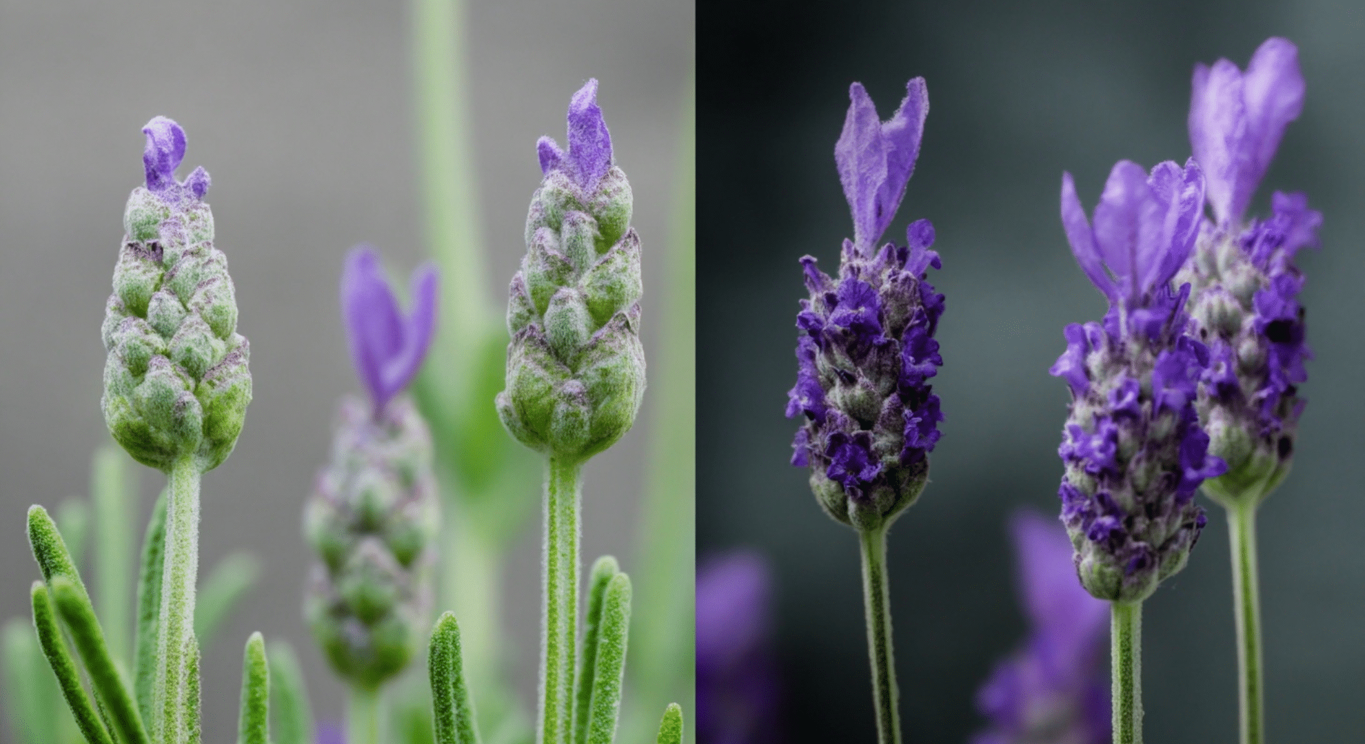 peak bloom vs first bloom
