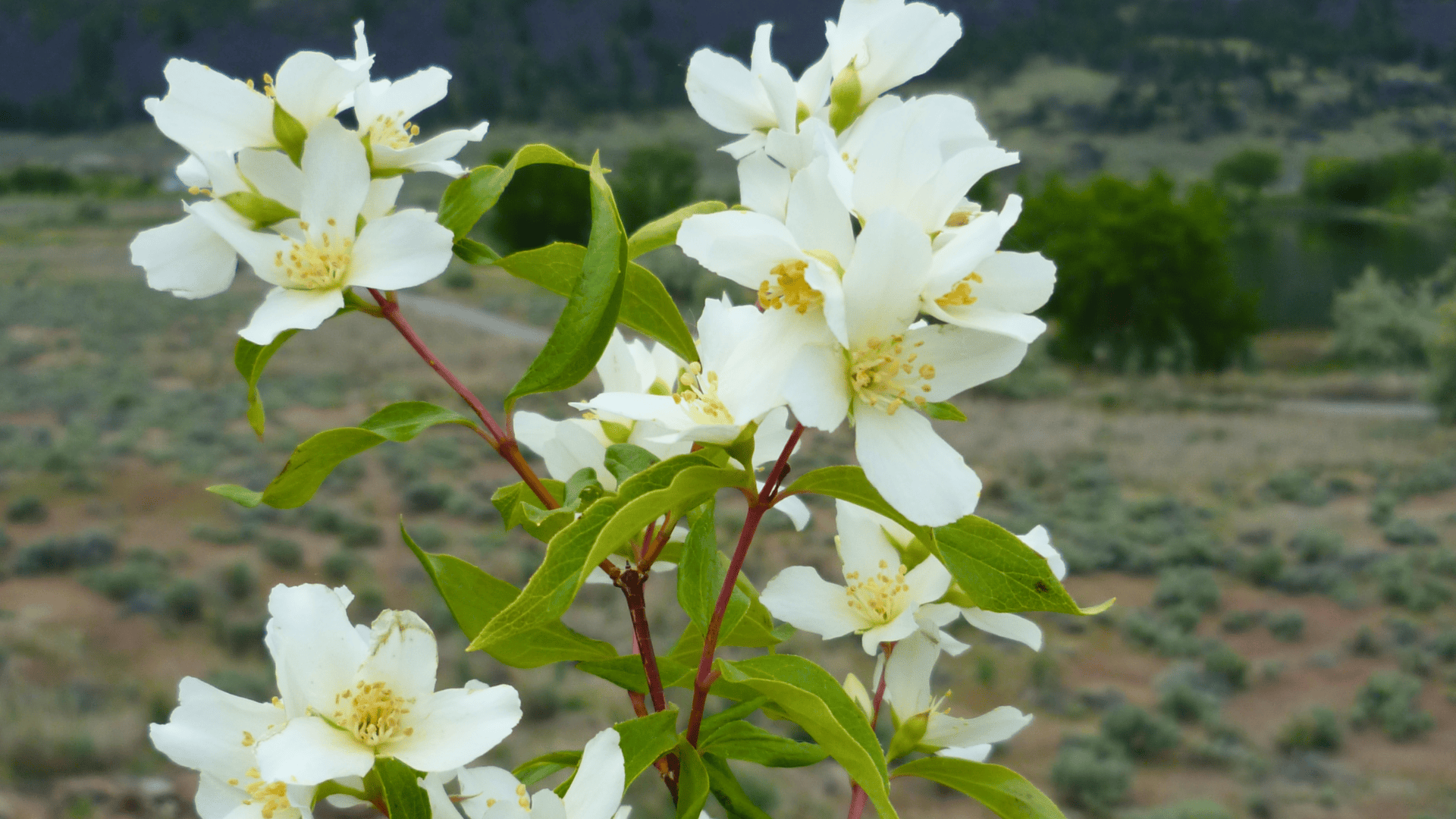 philadelphus lewisii lewis mock orange