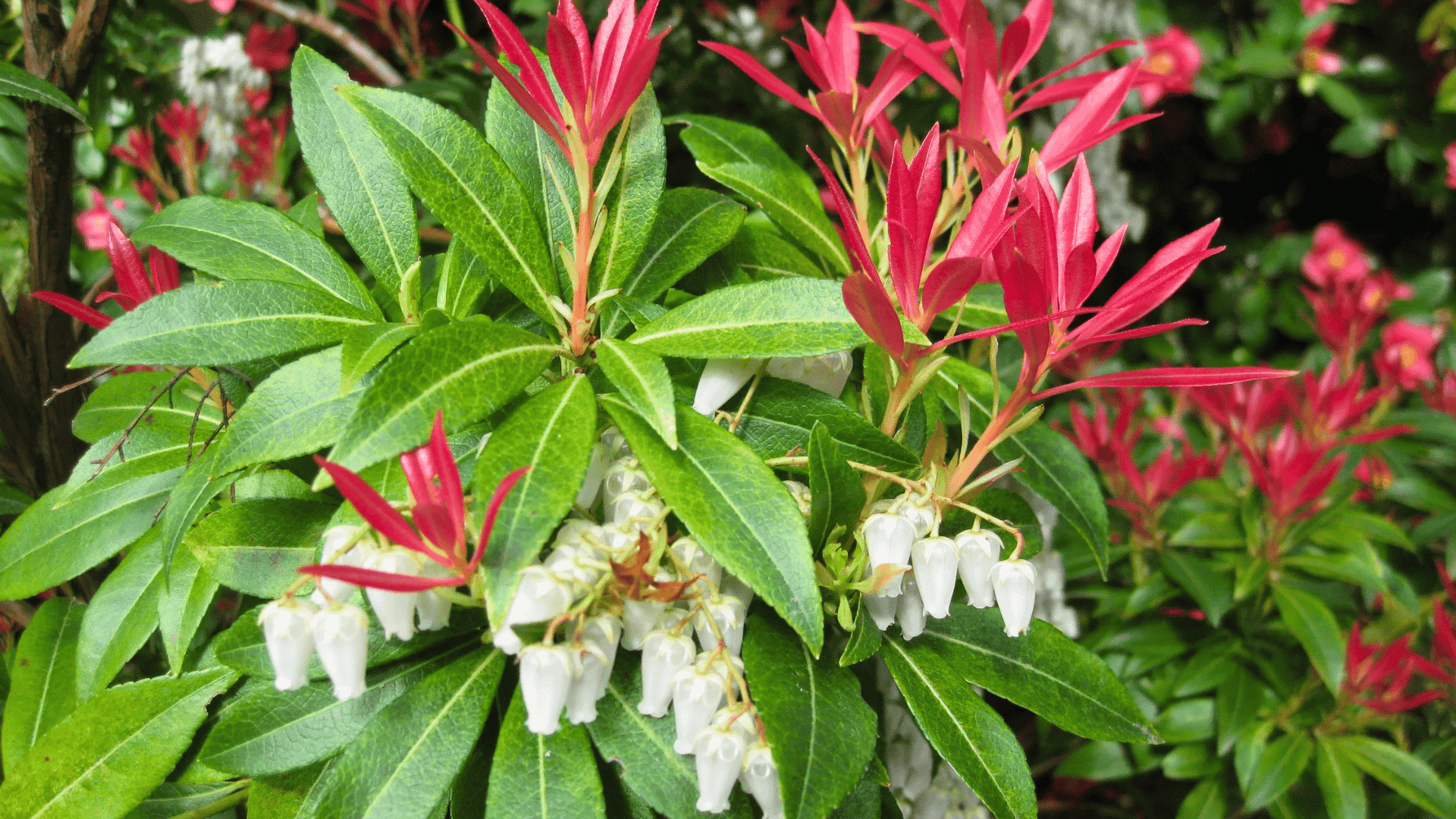 pieris japonica japanese andromeda