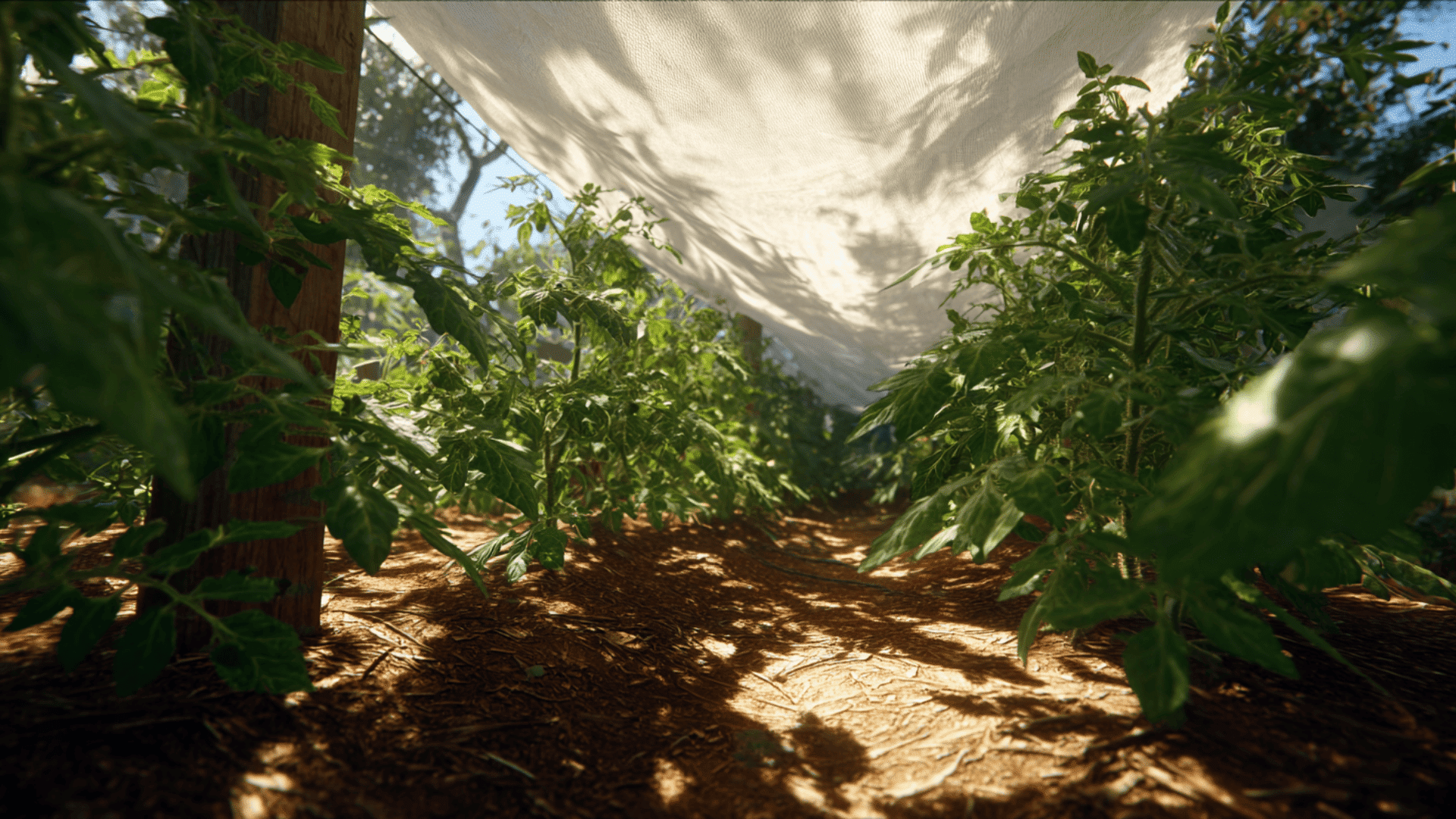 planting tomatoes in late seasons and hot regions