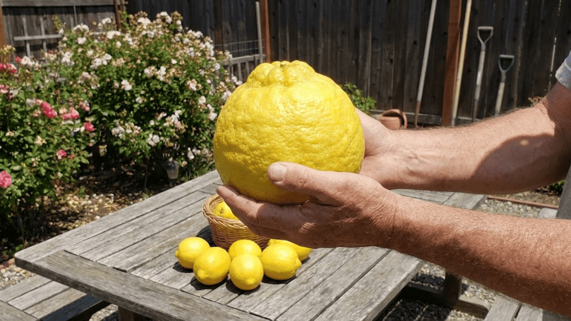 ponderosa lemon