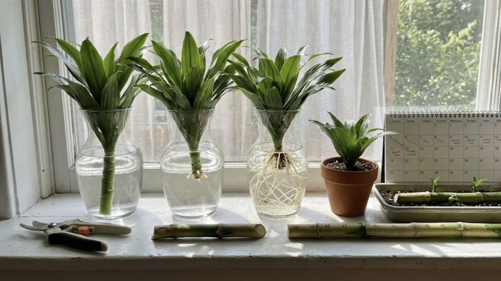 propagating a corn plant