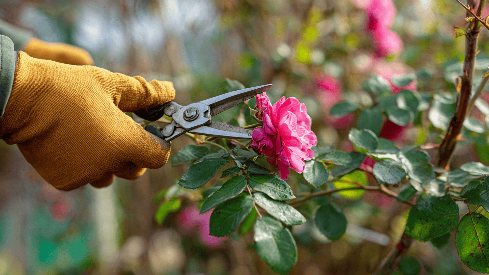 pruning and deadheading roses