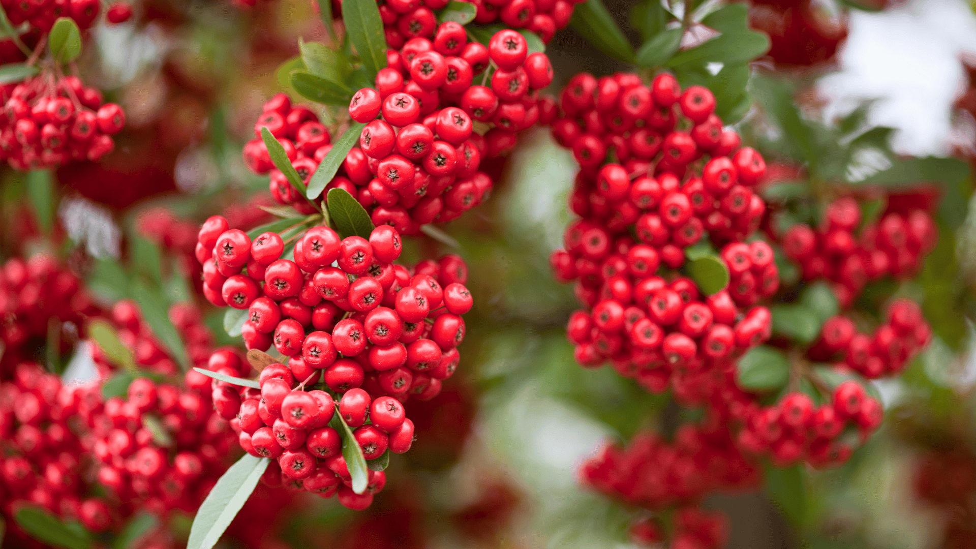 pyracantha coccinea scarlet firethorn