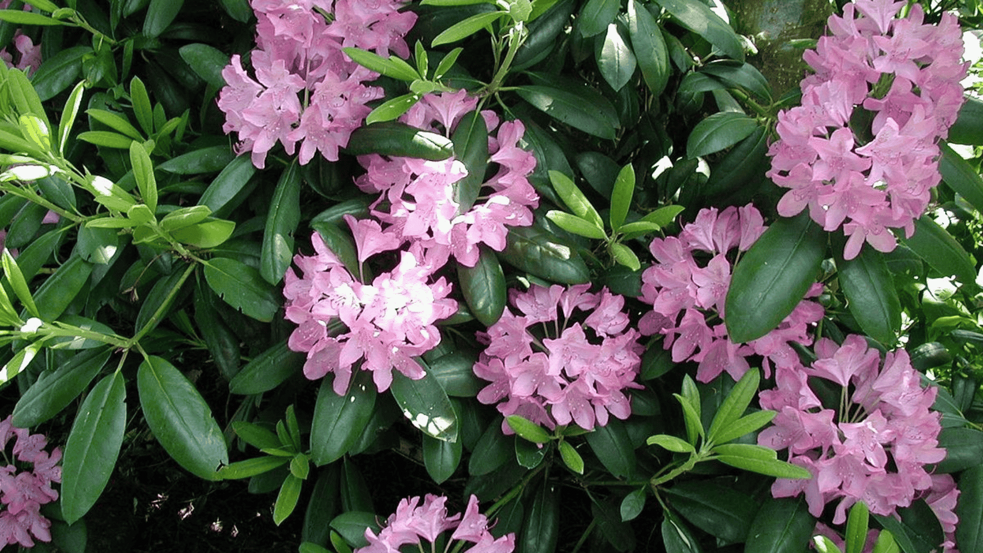 rhododendron catawbiense catawba rhododendron