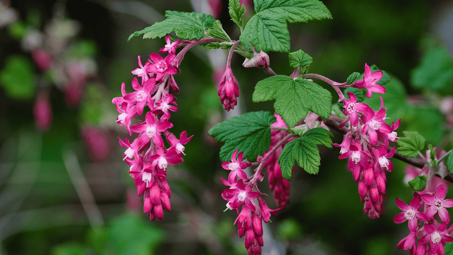 ribes sanguineum flowering currant