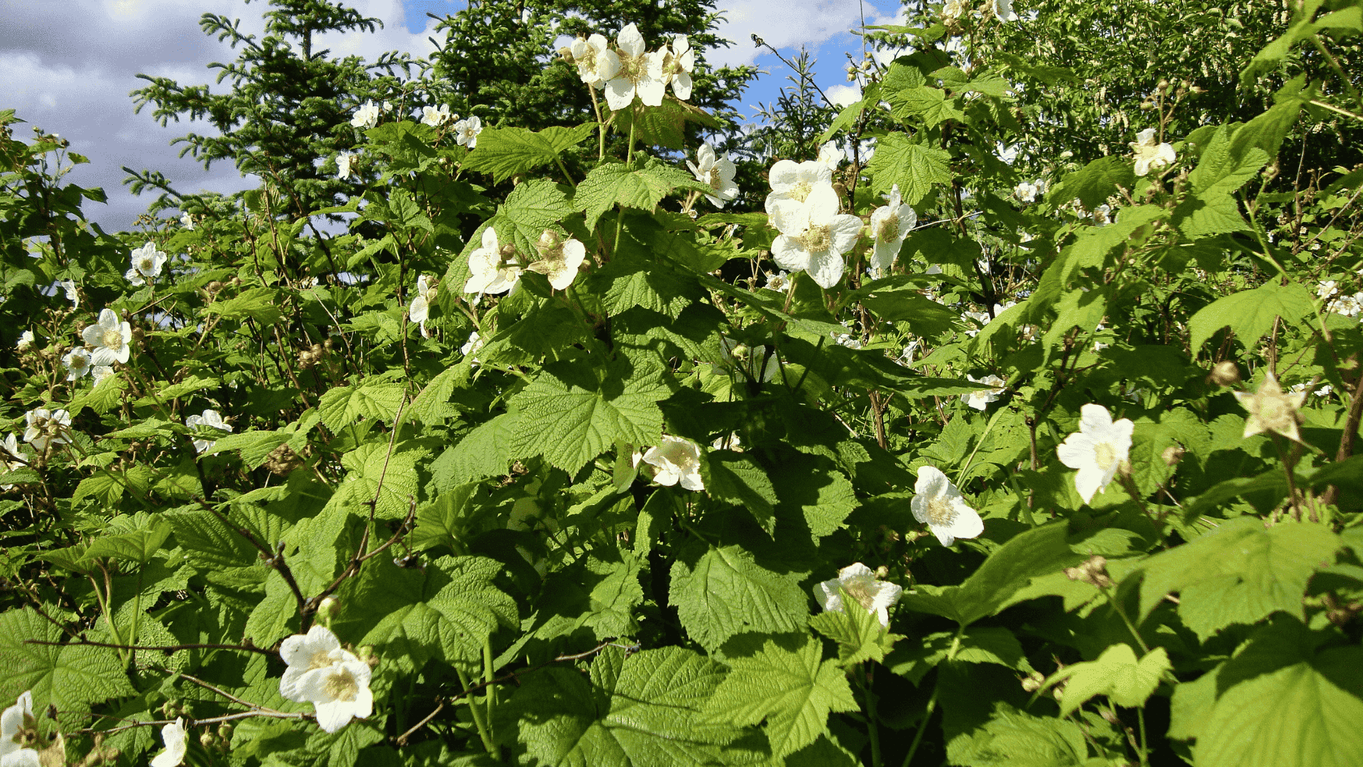 rubus parviflorus thimbleberry
