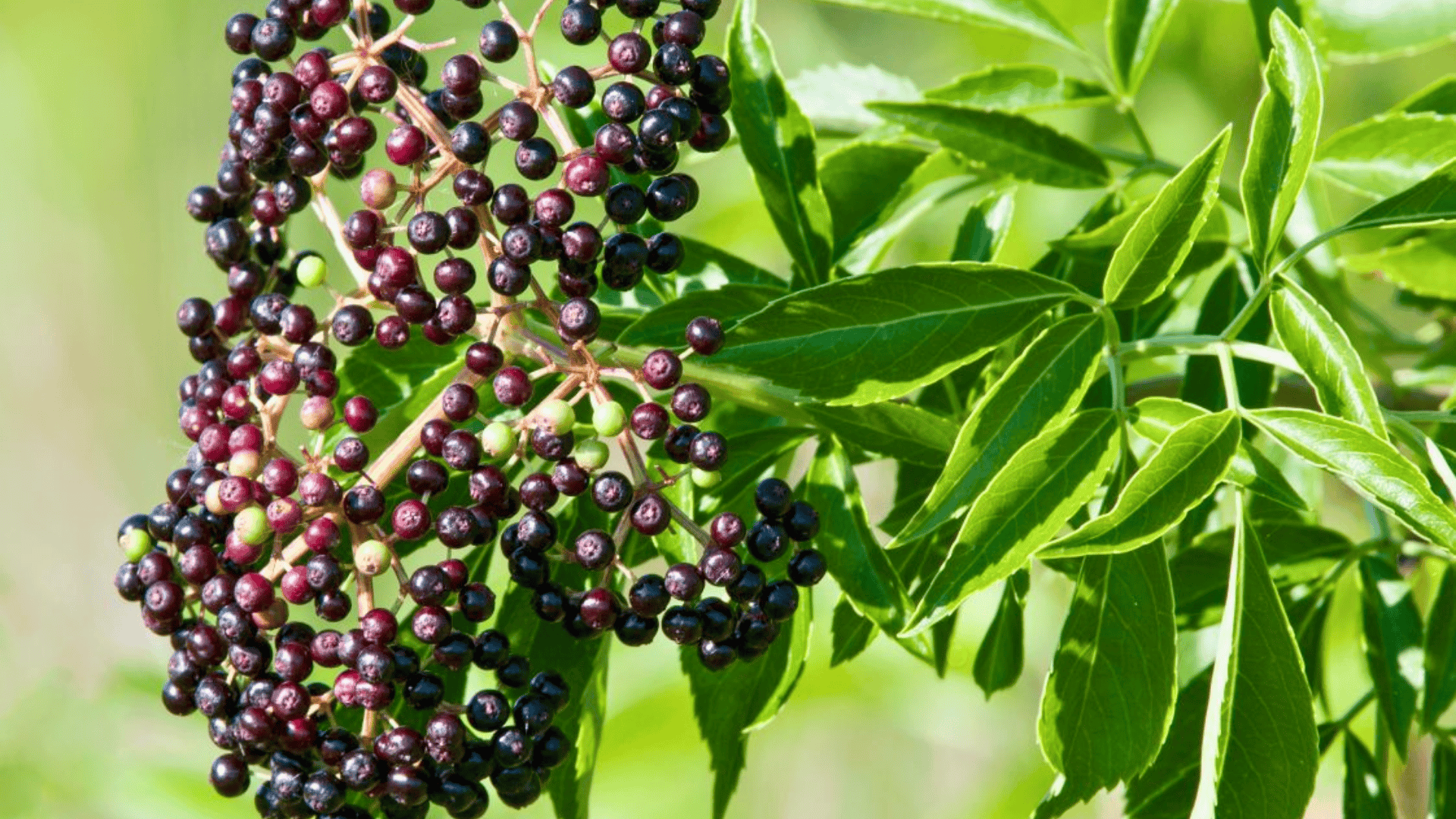 sambucus canadensis american elderberry