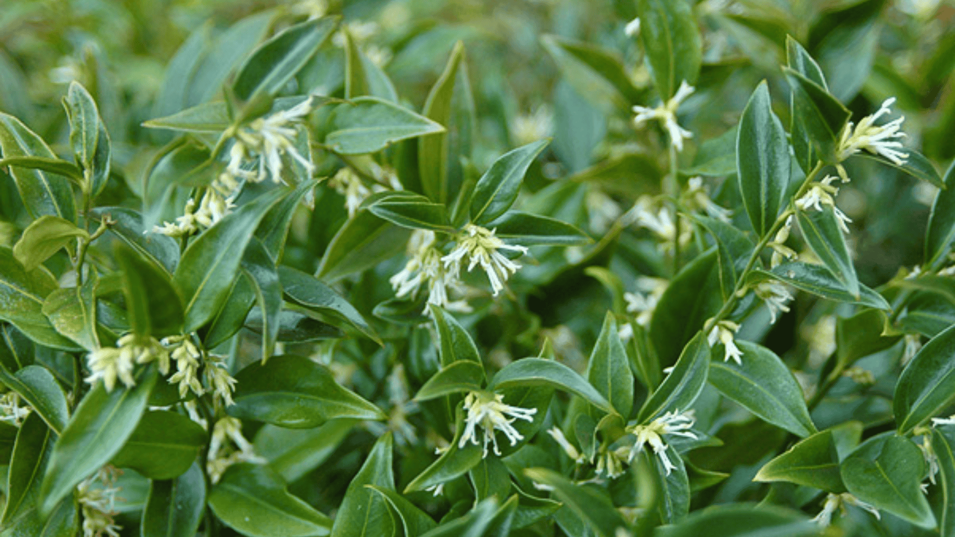 sarcococca confusa sweet box