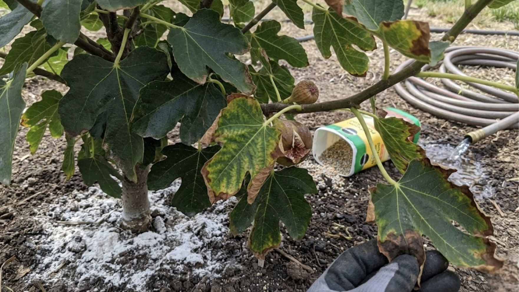 signs of over fertilizing fig trees