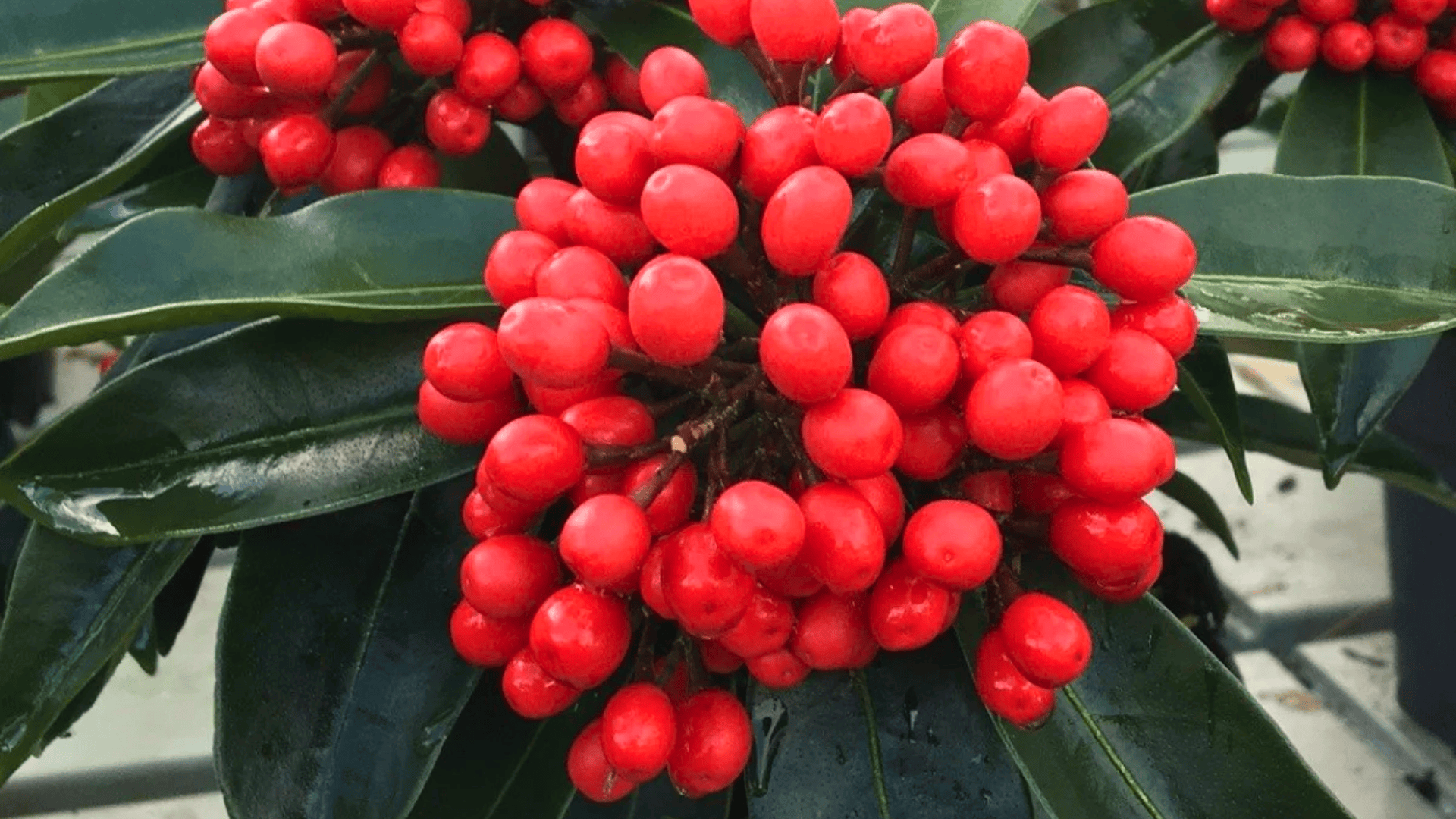 skimmia japonica skimmia