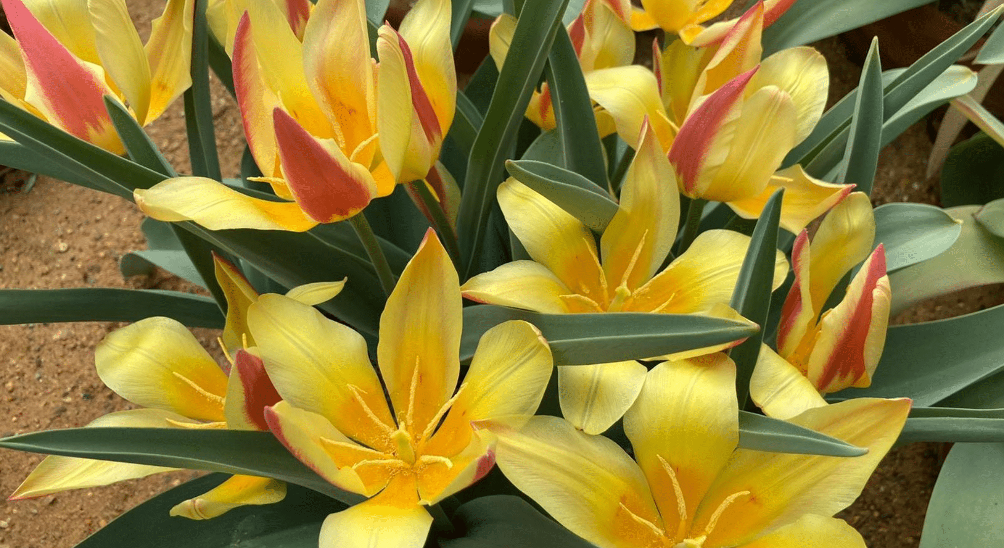 species tulips also called botanical tulips