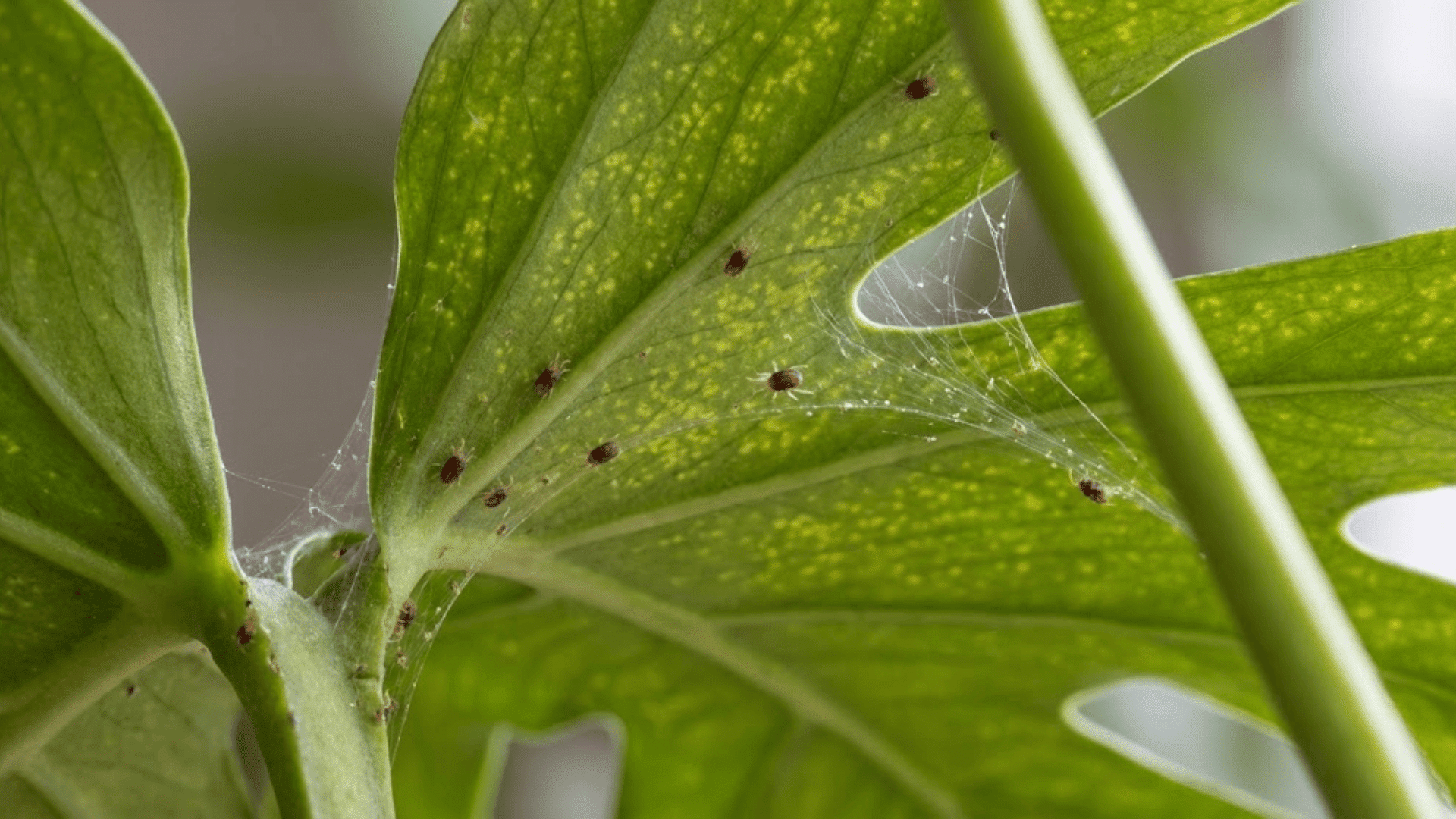 spider mites