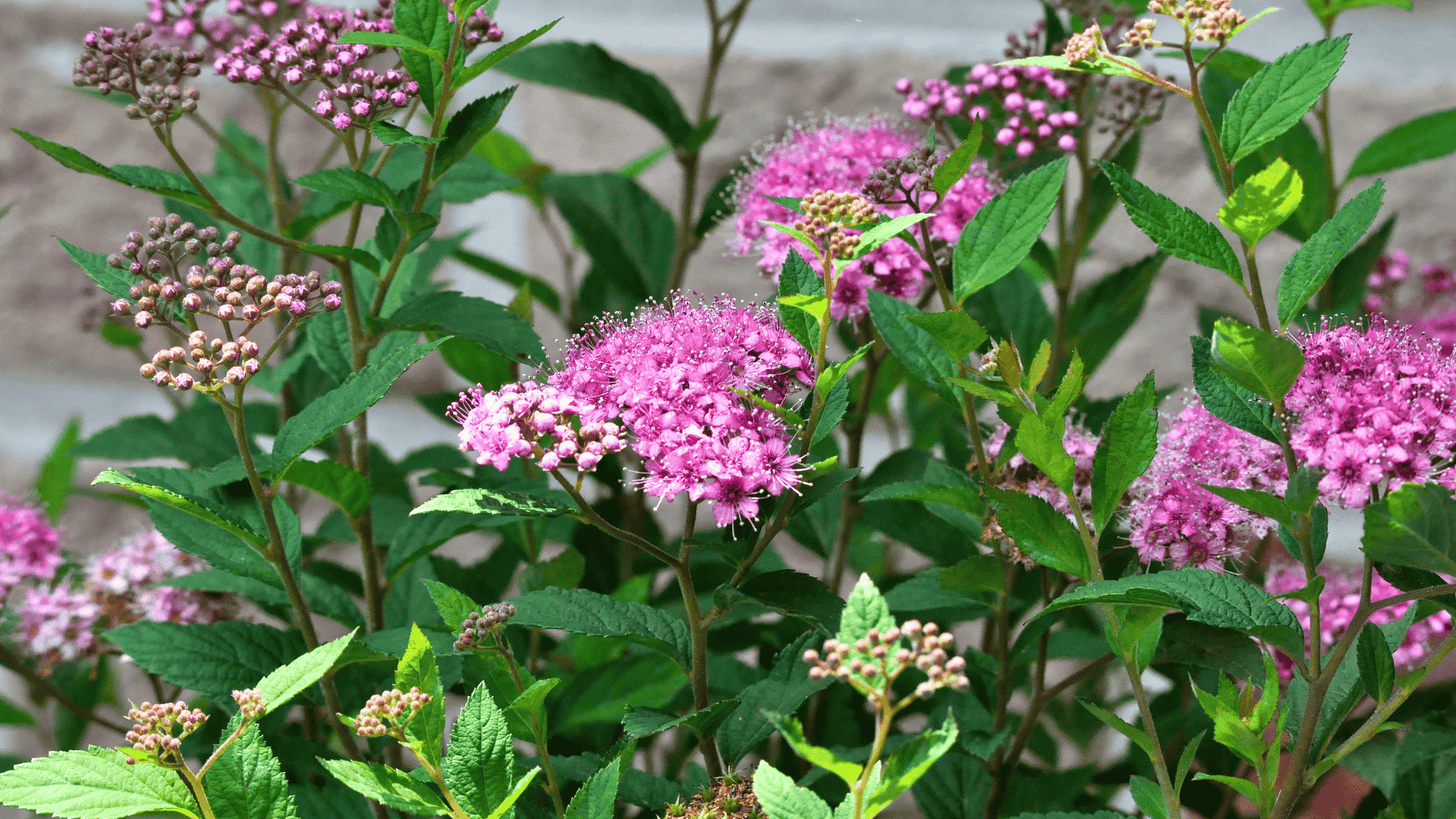 spiraea japonica japanese spirea