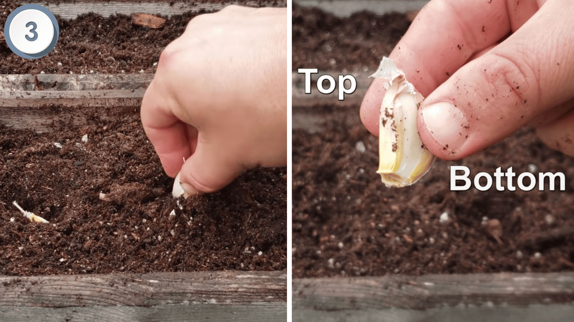 step-3 plant the cloves