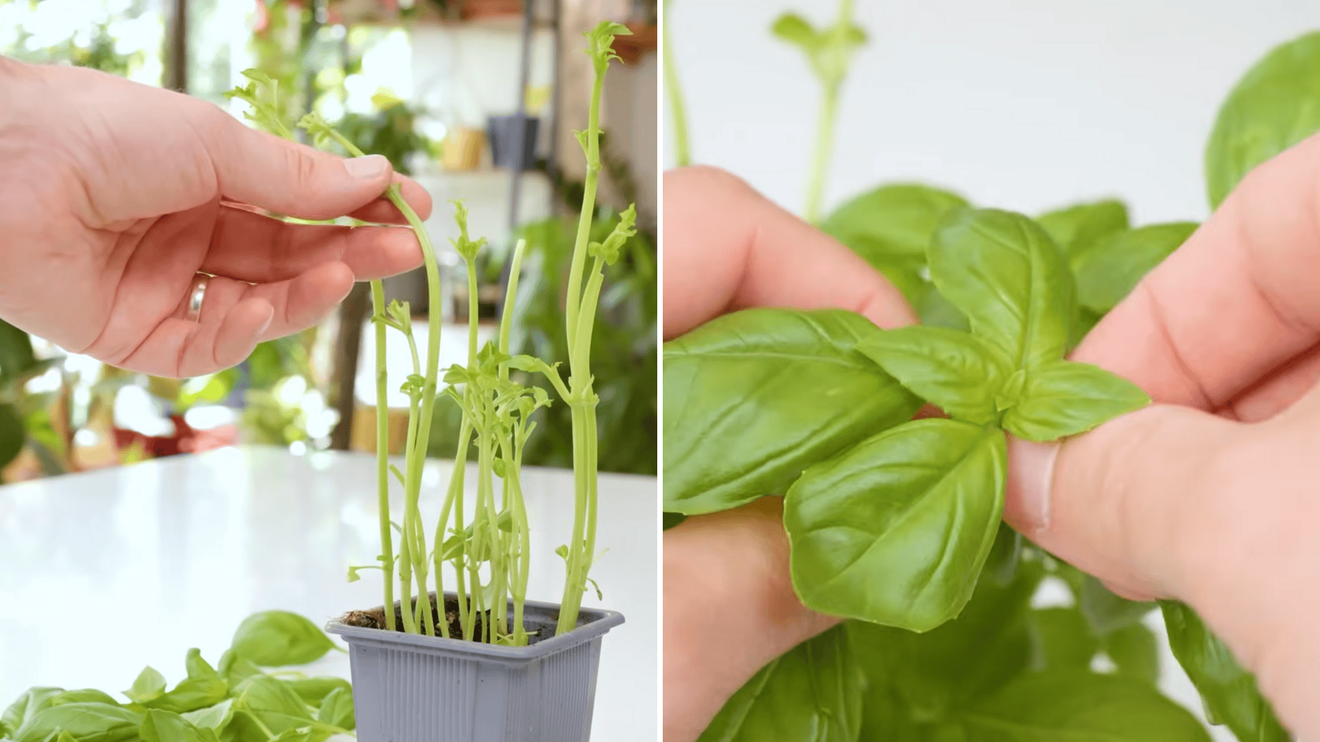 stop stripping leaves use proper cutting