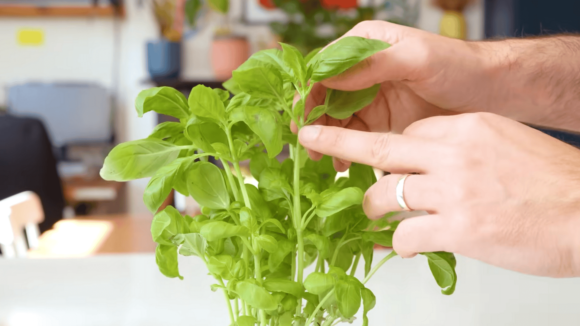 study the stem and find the growth points