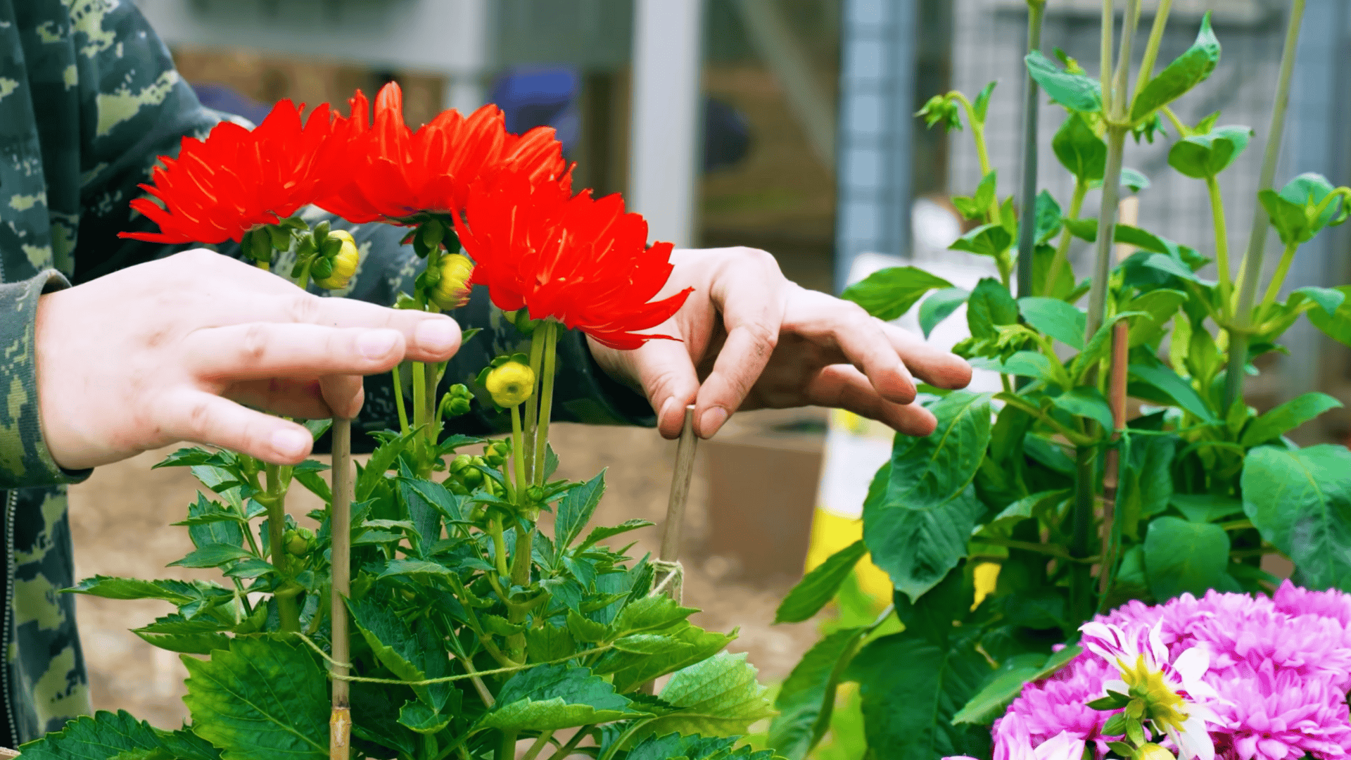 support the plant as it grows