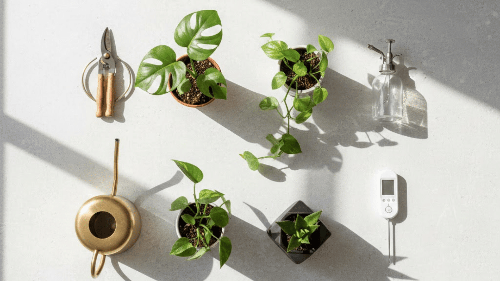 the essential plant care routine