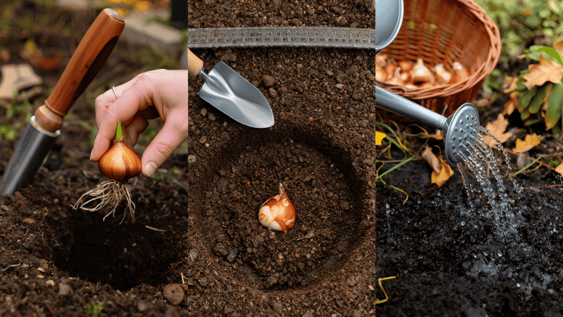 tulip planting basics quick how to