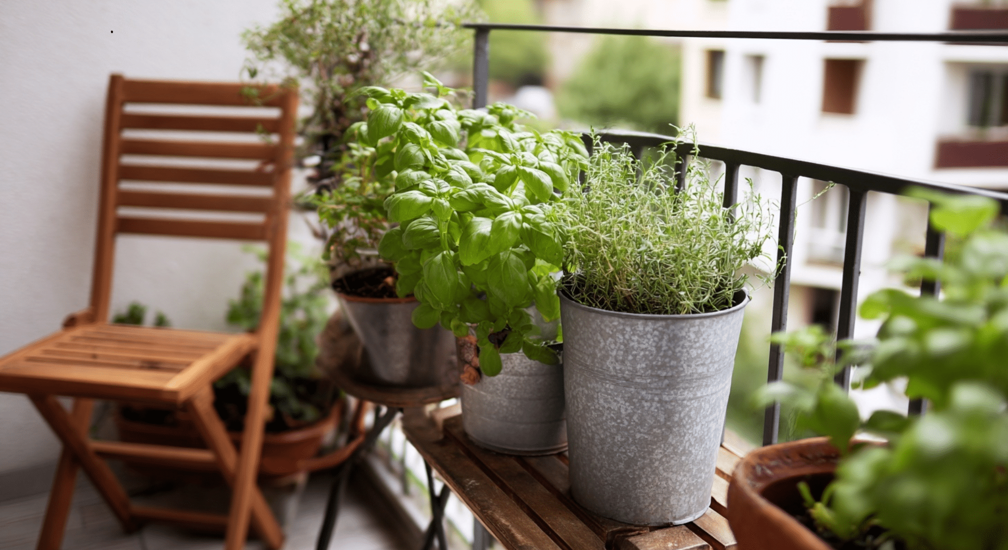using mosquito repelling plants in small or enclosed areas