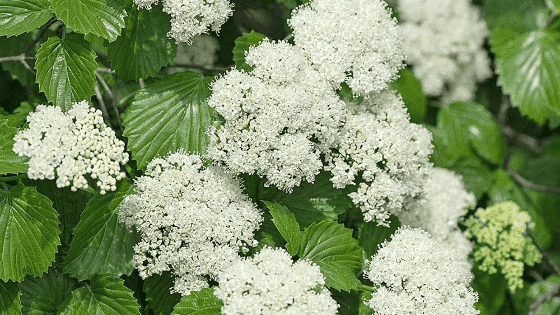 viburnum dentatum arrowwood viburnum