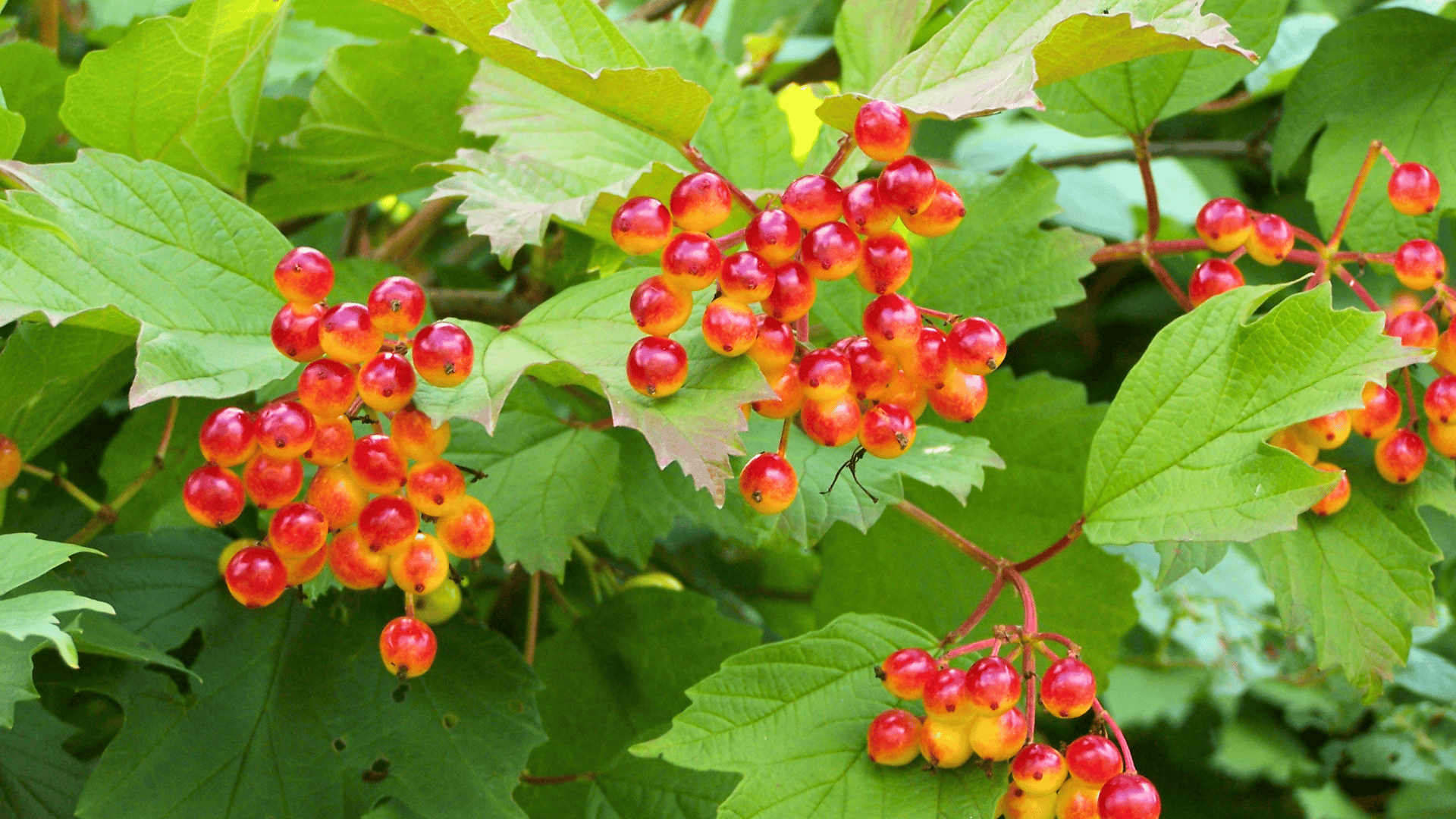 viburnum opulus european cranberrybush