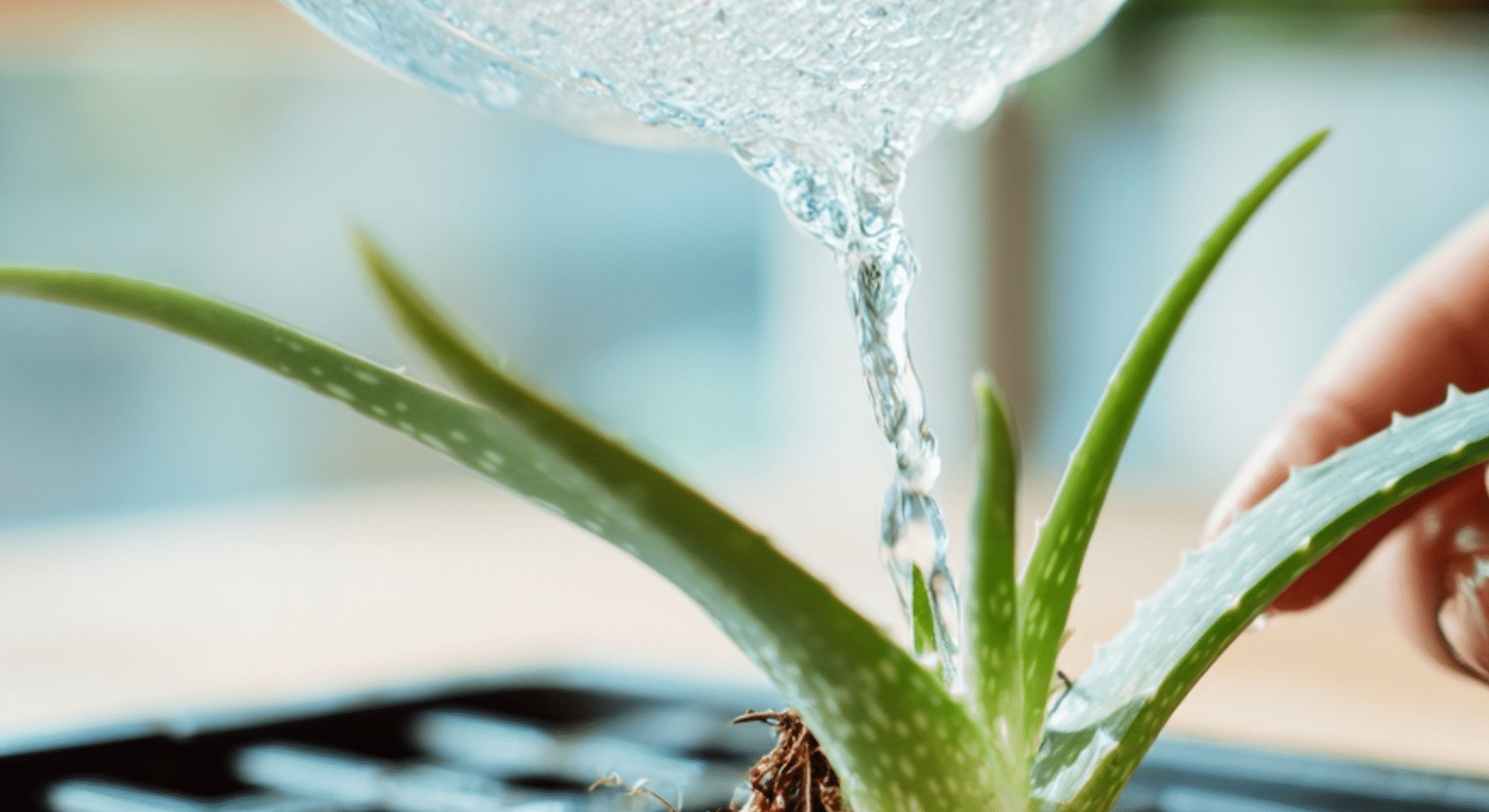 watering your aloe vera