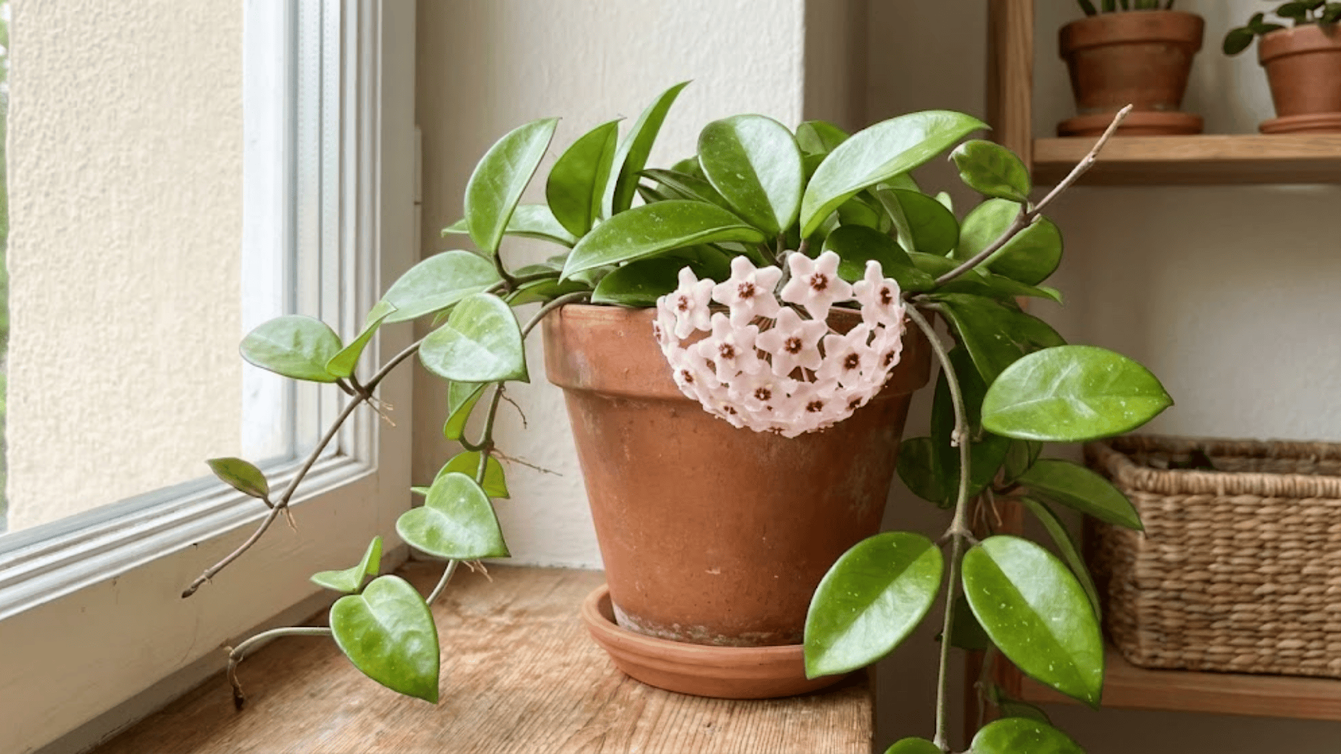 wax plant care how to grow healthy blooming hoyas