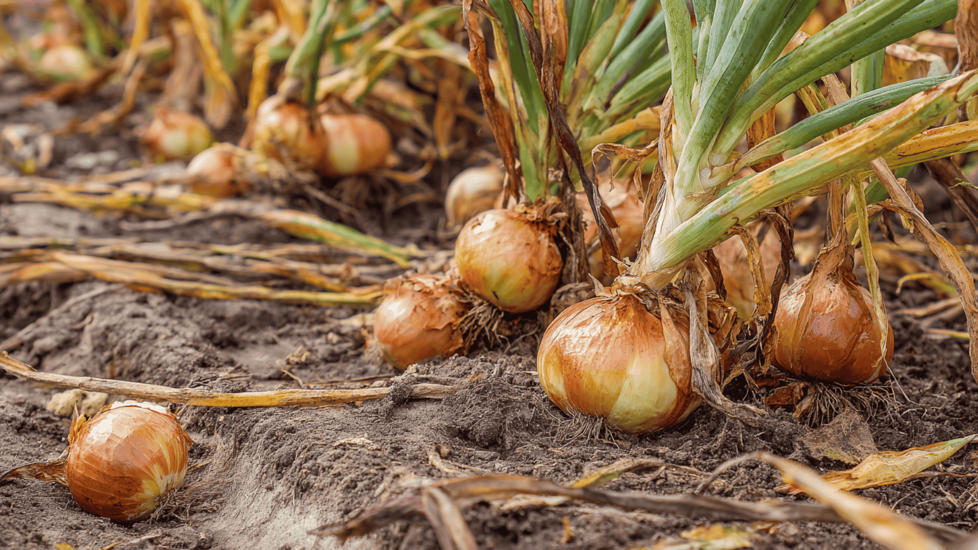 when and how to harvest onions