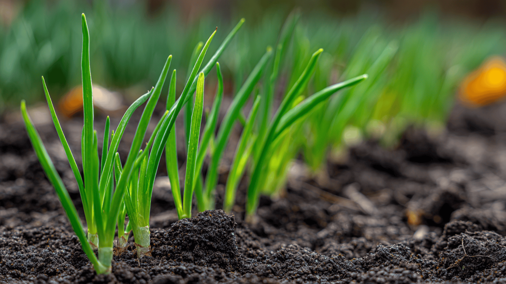 when to plant onions