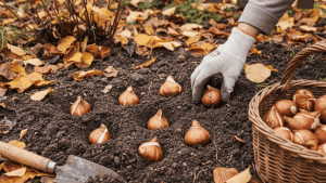 when to plant tulip bulbs a gardener's seasonal guide