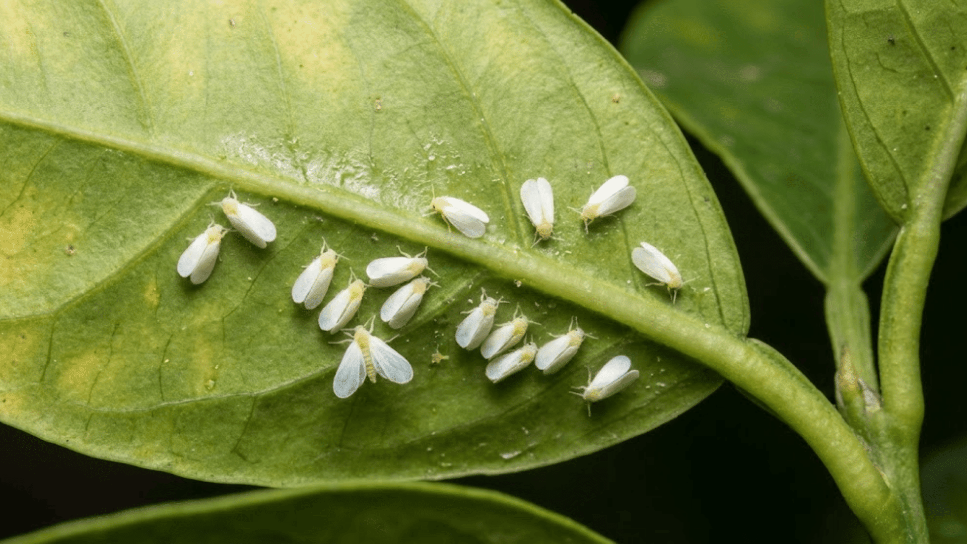 whiteflies