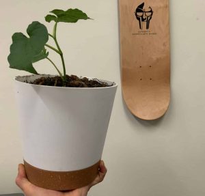 Why Growing Kava at Home May Be Better Option Than Another Houseplant