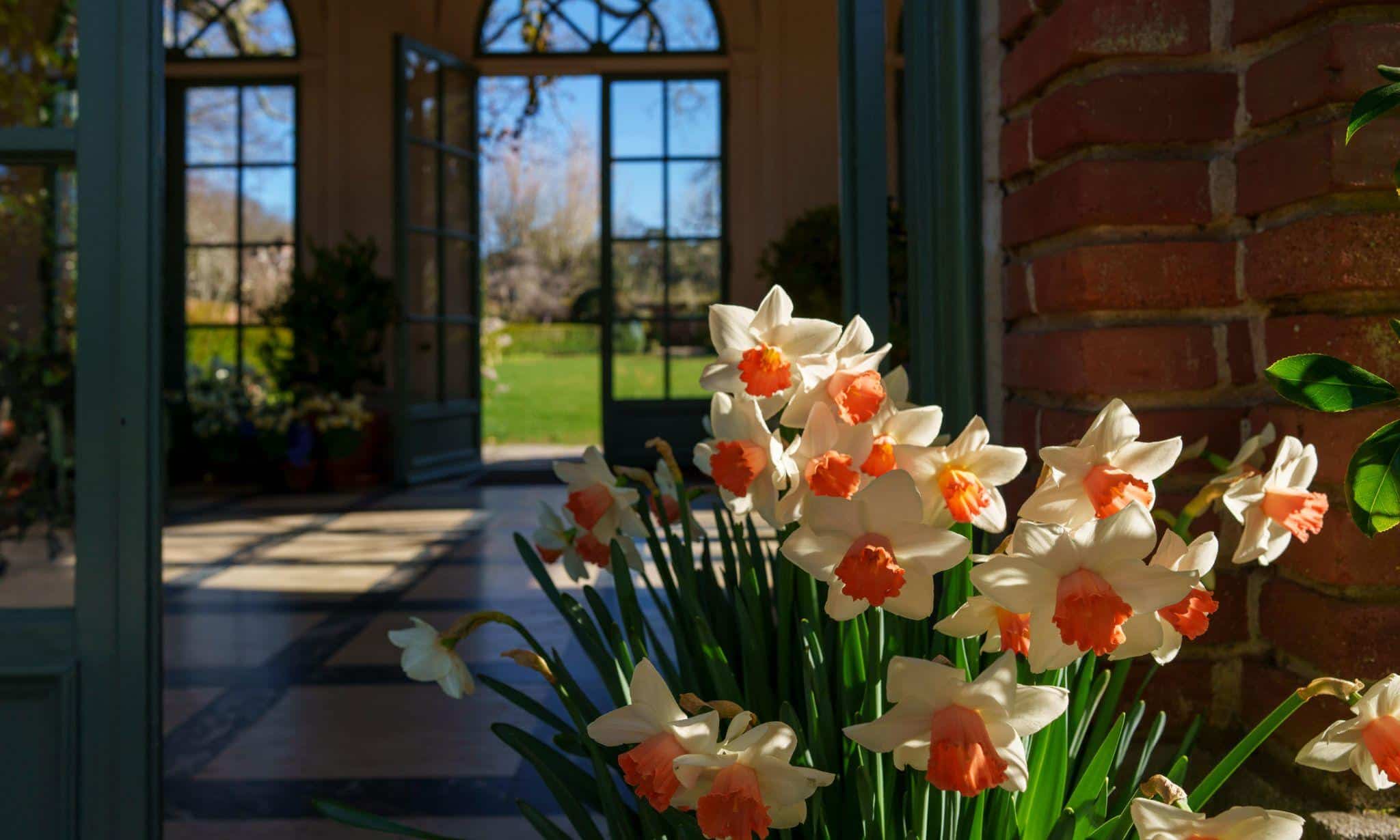 Daffodils blooming by the garden room entrance.