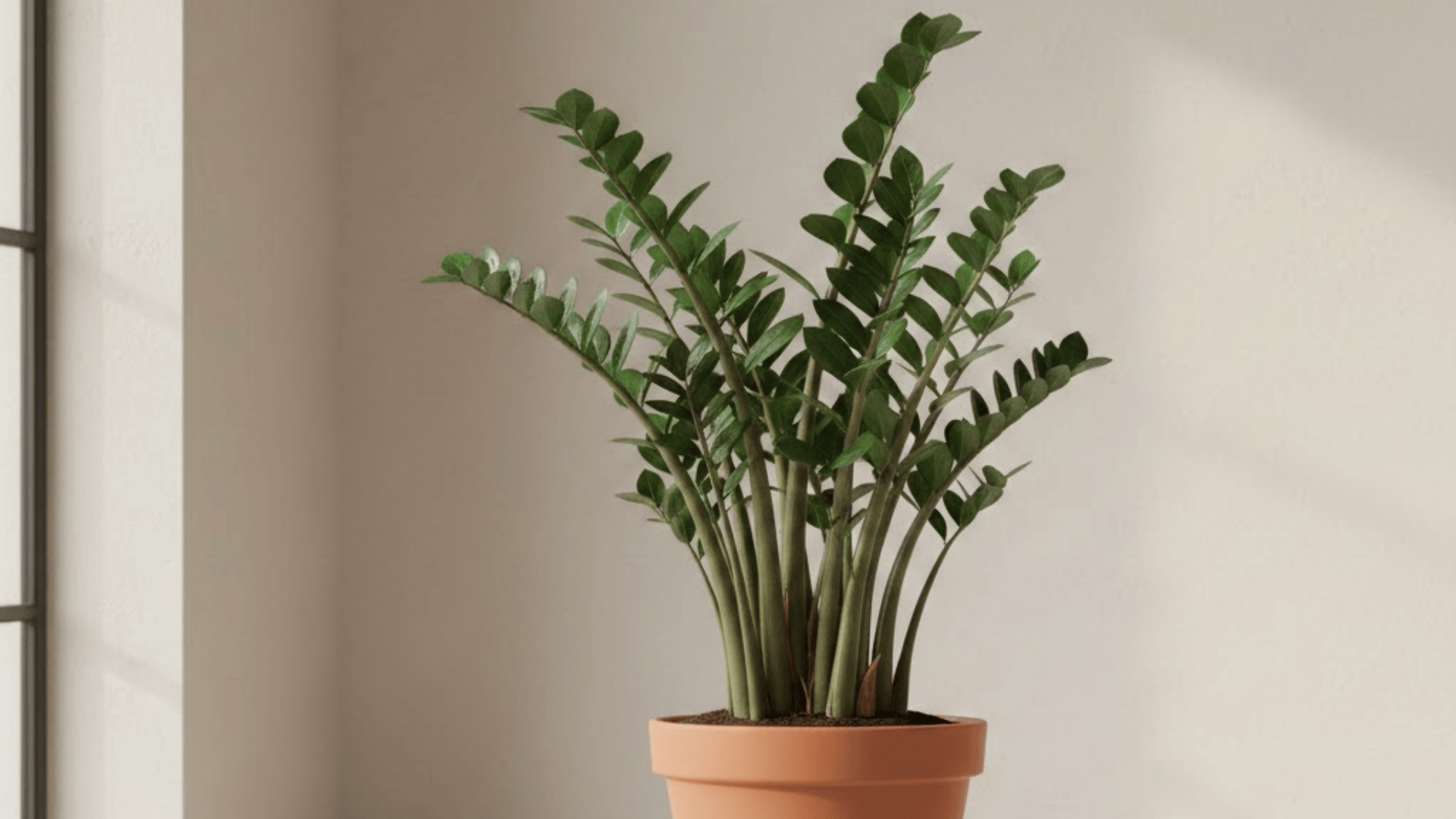 zz plant benefits at home simple guide for every space