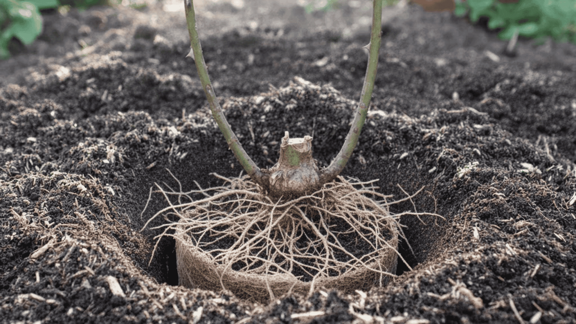 A rose plant positioned in a planting hole with roots spread evenly and the bud union visible above soil level