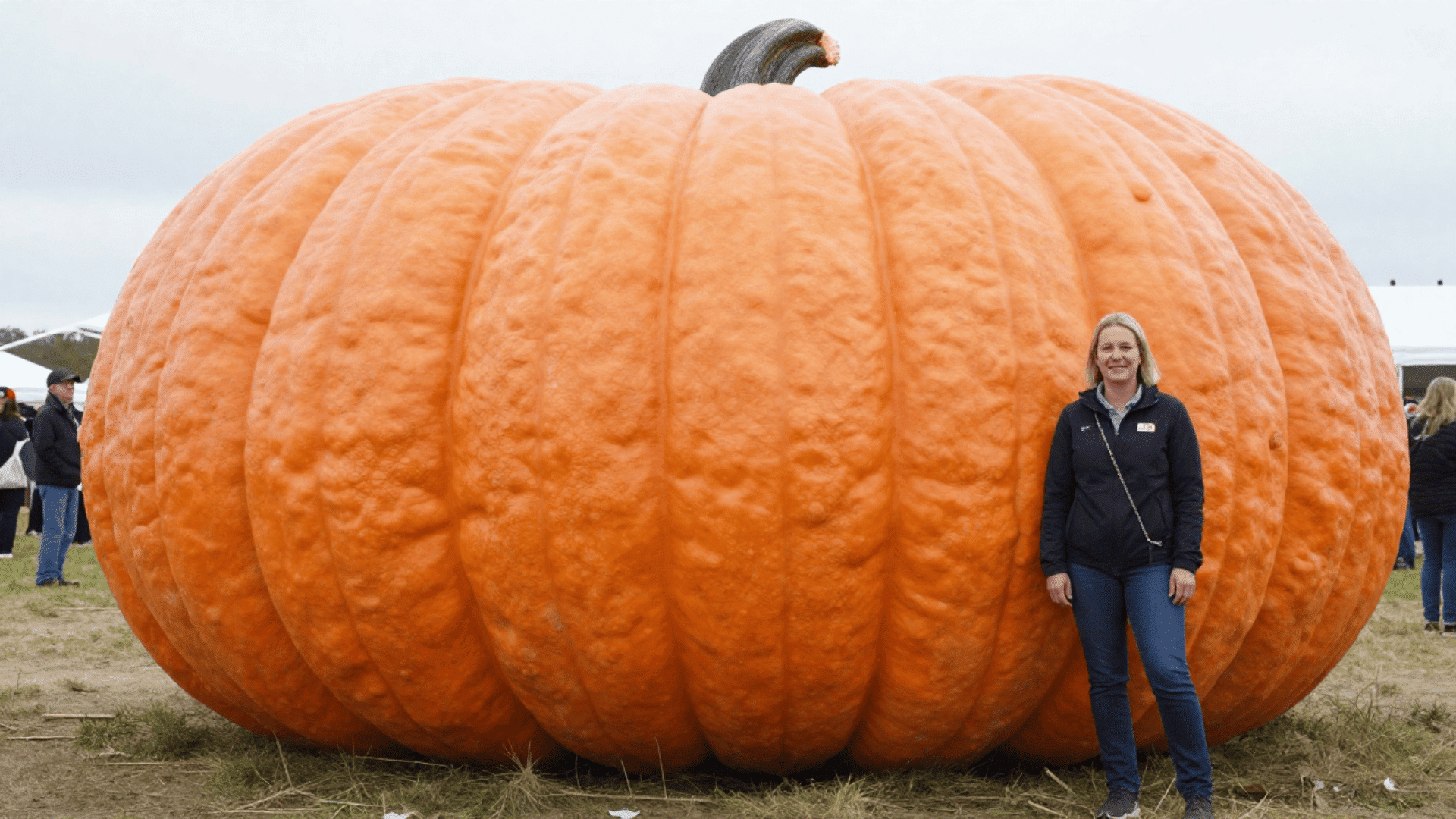 Atlantic Giant pumpkins