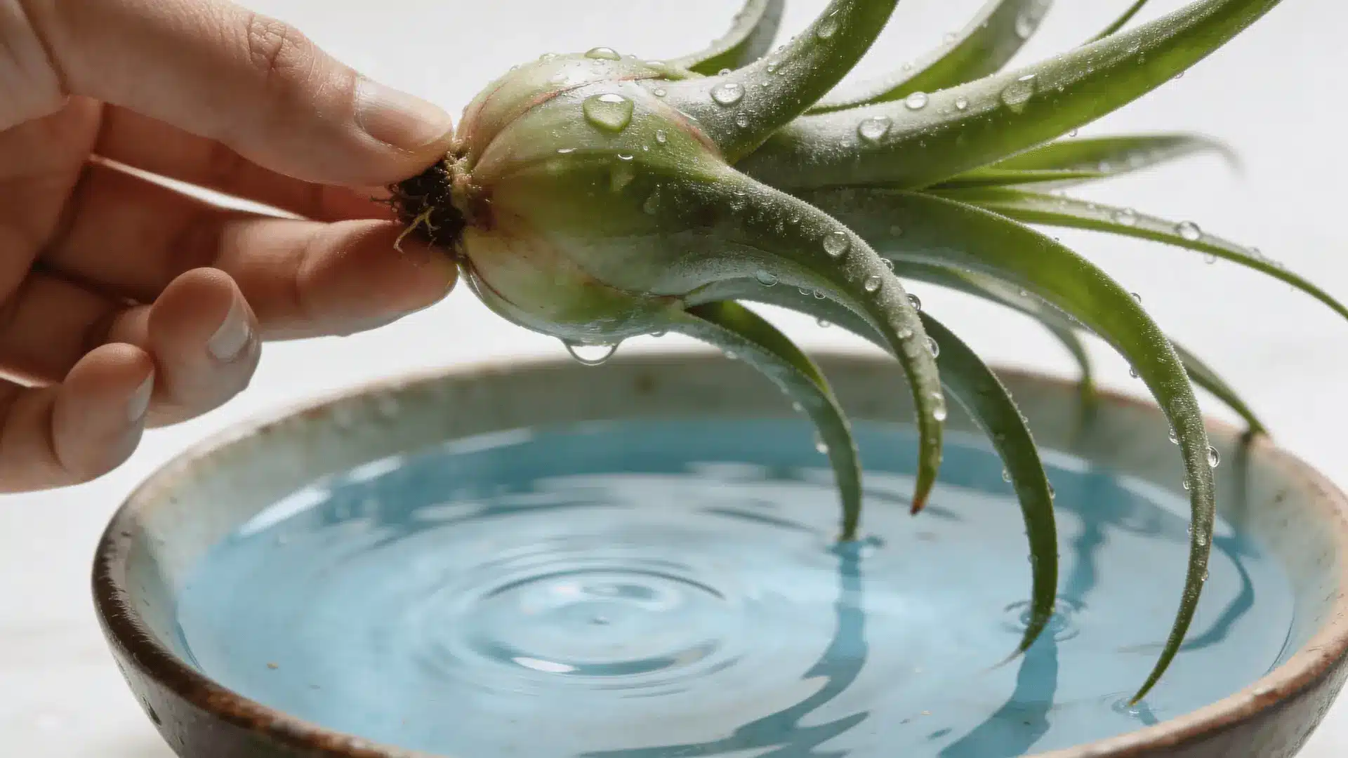 Bulb-shaped air plant being briefly dipped into water