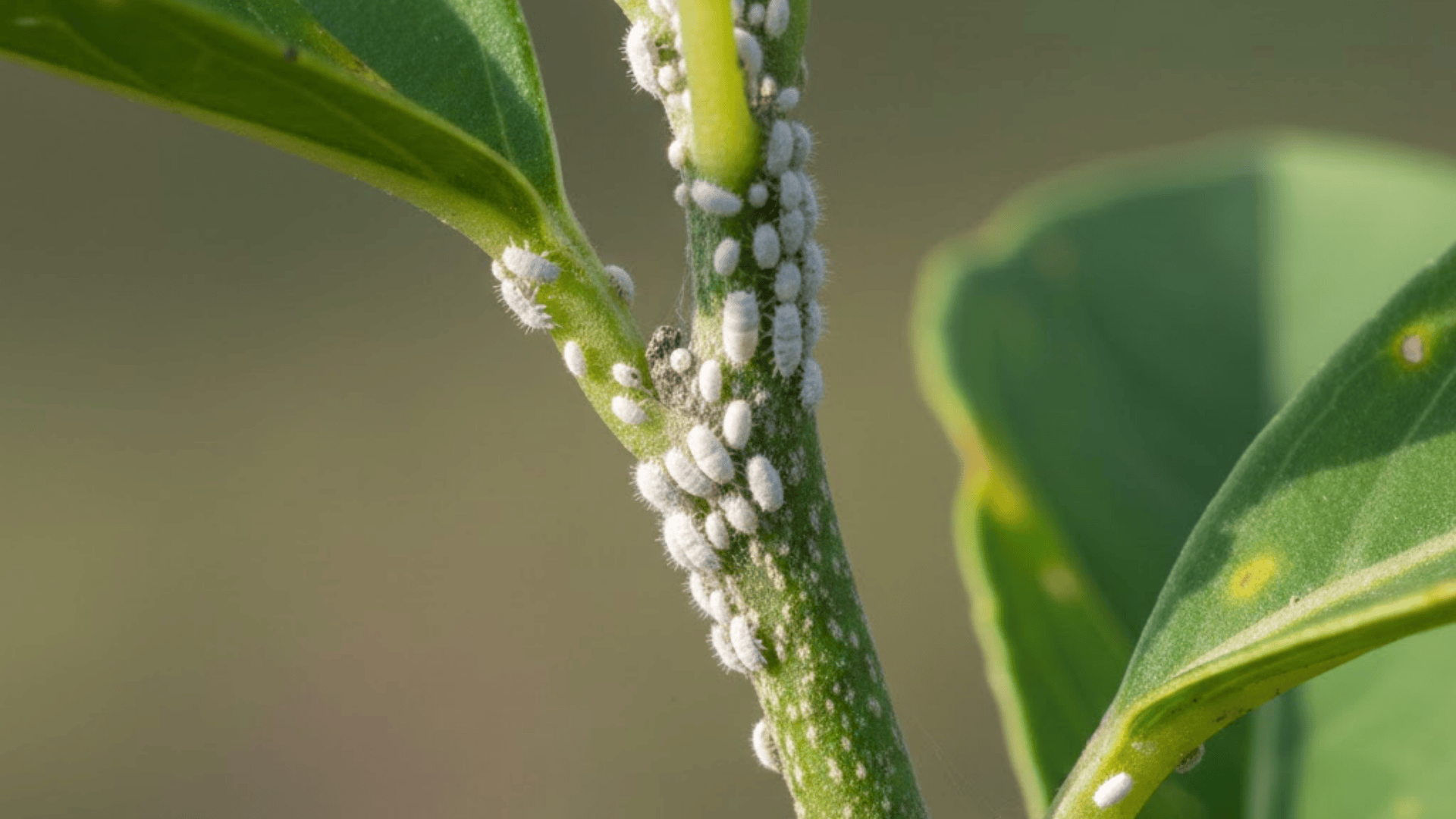 Close-up of a plant stem and leaf joint showing small white cotton-like mealybugs attached to the surface