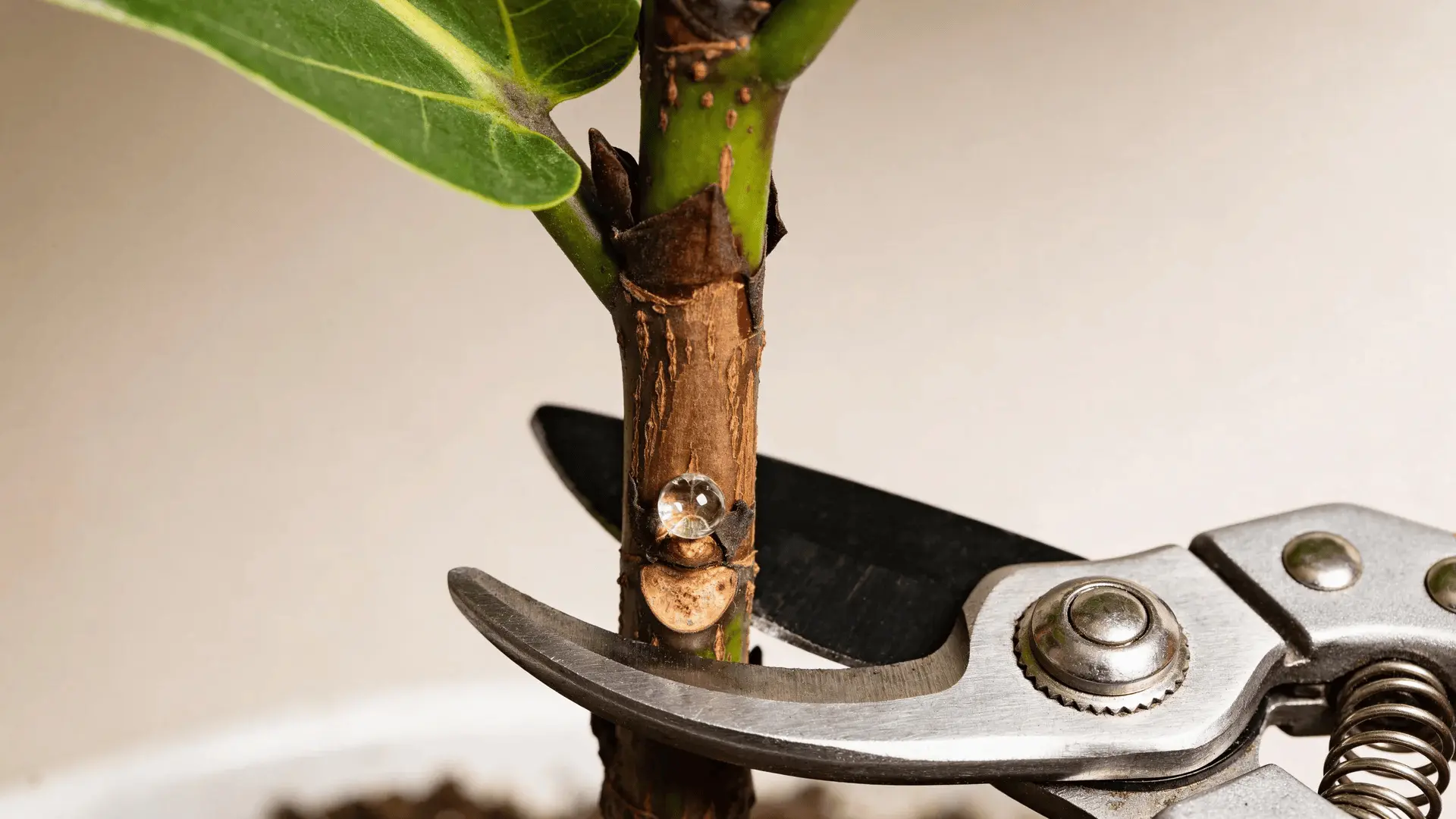 Close-up of fiddle leaf fig stem with pruning shears cutting below a node