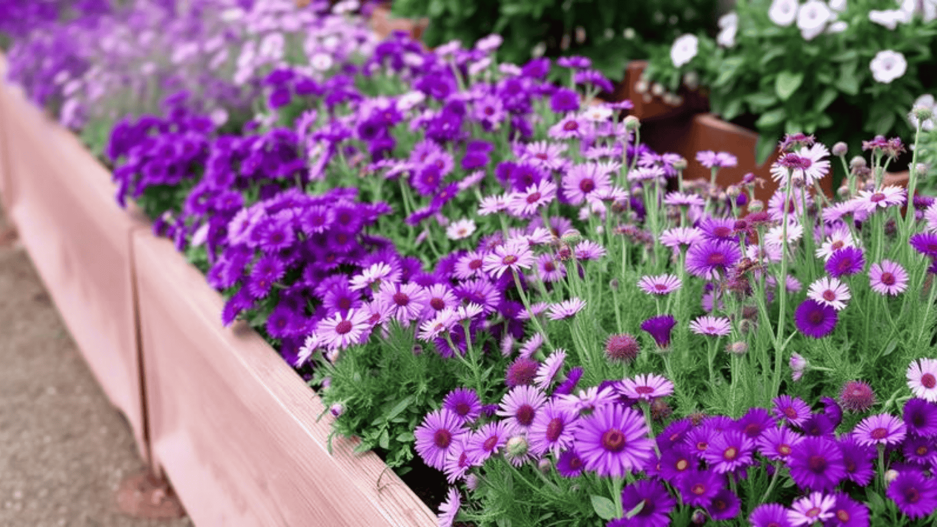 Color Themed Flower Raised Bed